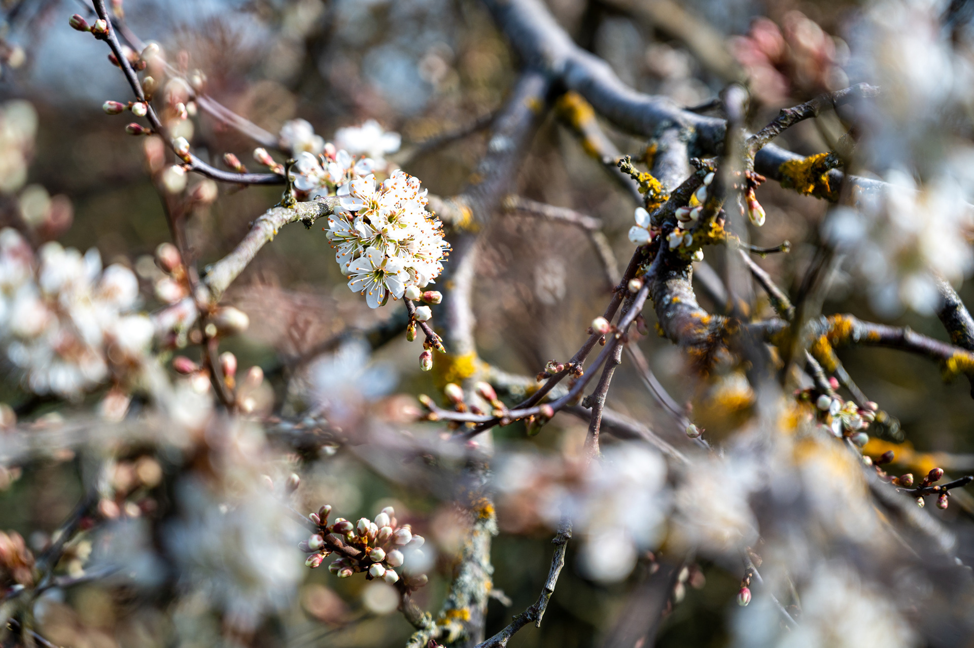 "Saisonstart", Woche 34