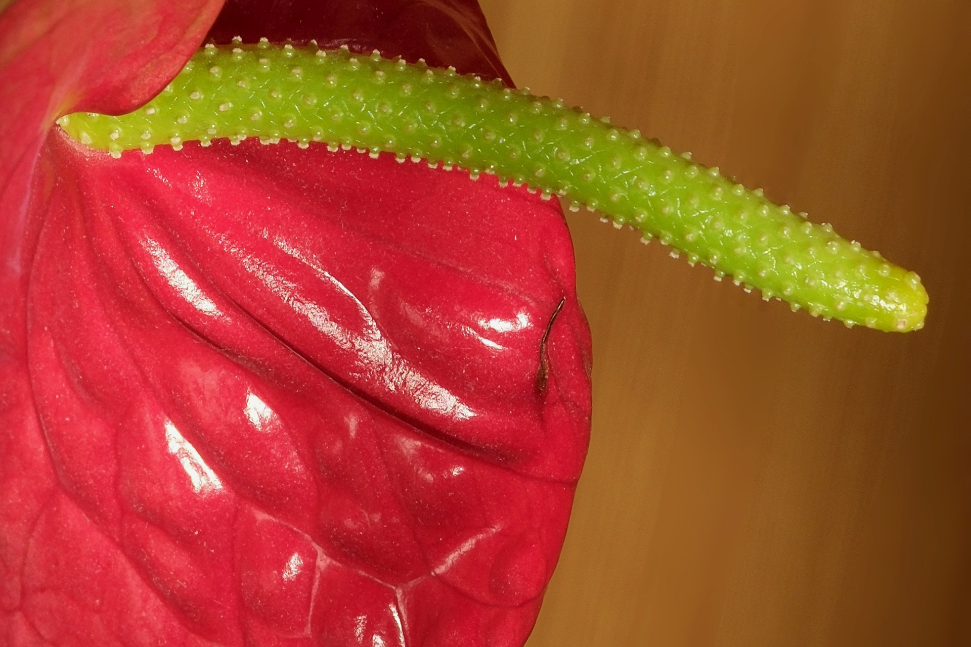 "Close-Up": Nahaufnahme einer Anthurie
