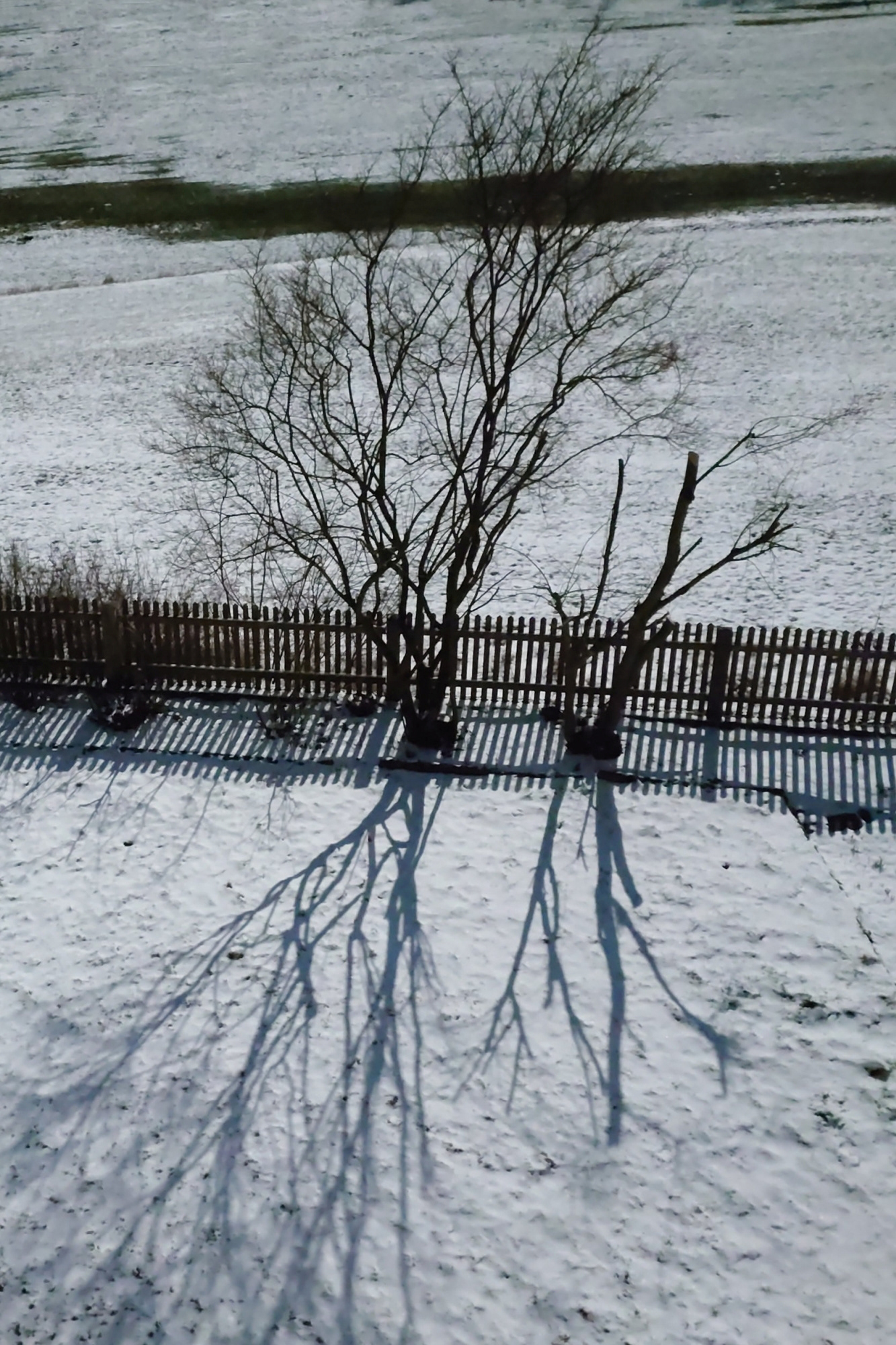 Vogelperspektive auf Sträucher und ihre Schatten im Licht einer hellen Winter-Mondnacht.