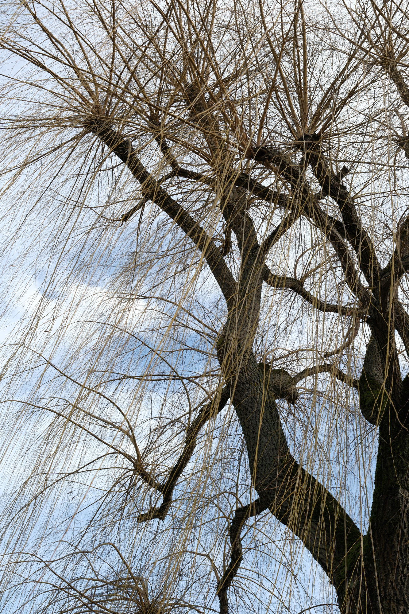 Weide mit sehr langen Zweigen, aufgenommen am Sommerpalais im Schlosspark Greiz