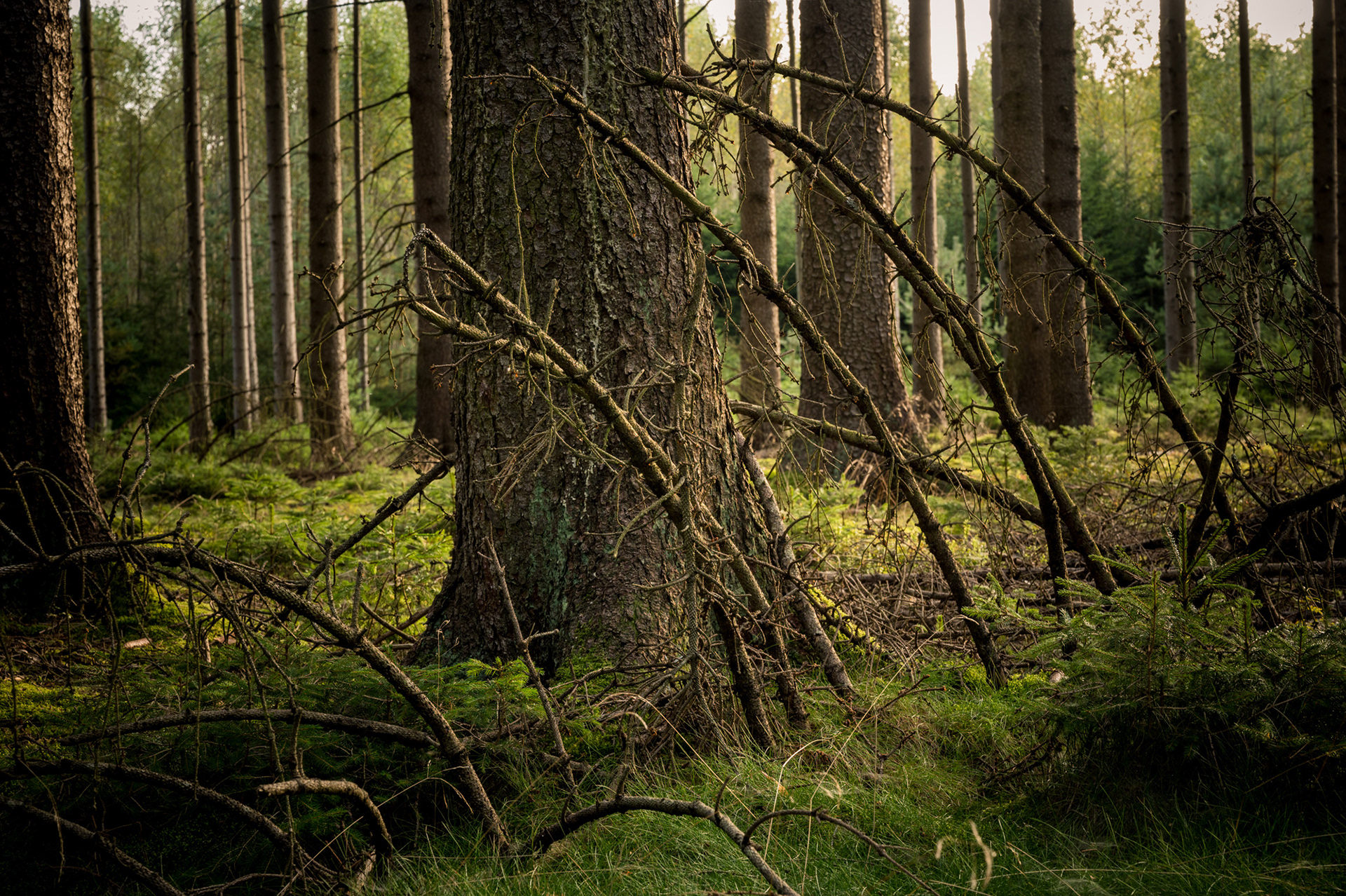 "Aufgestellt", Woche 5