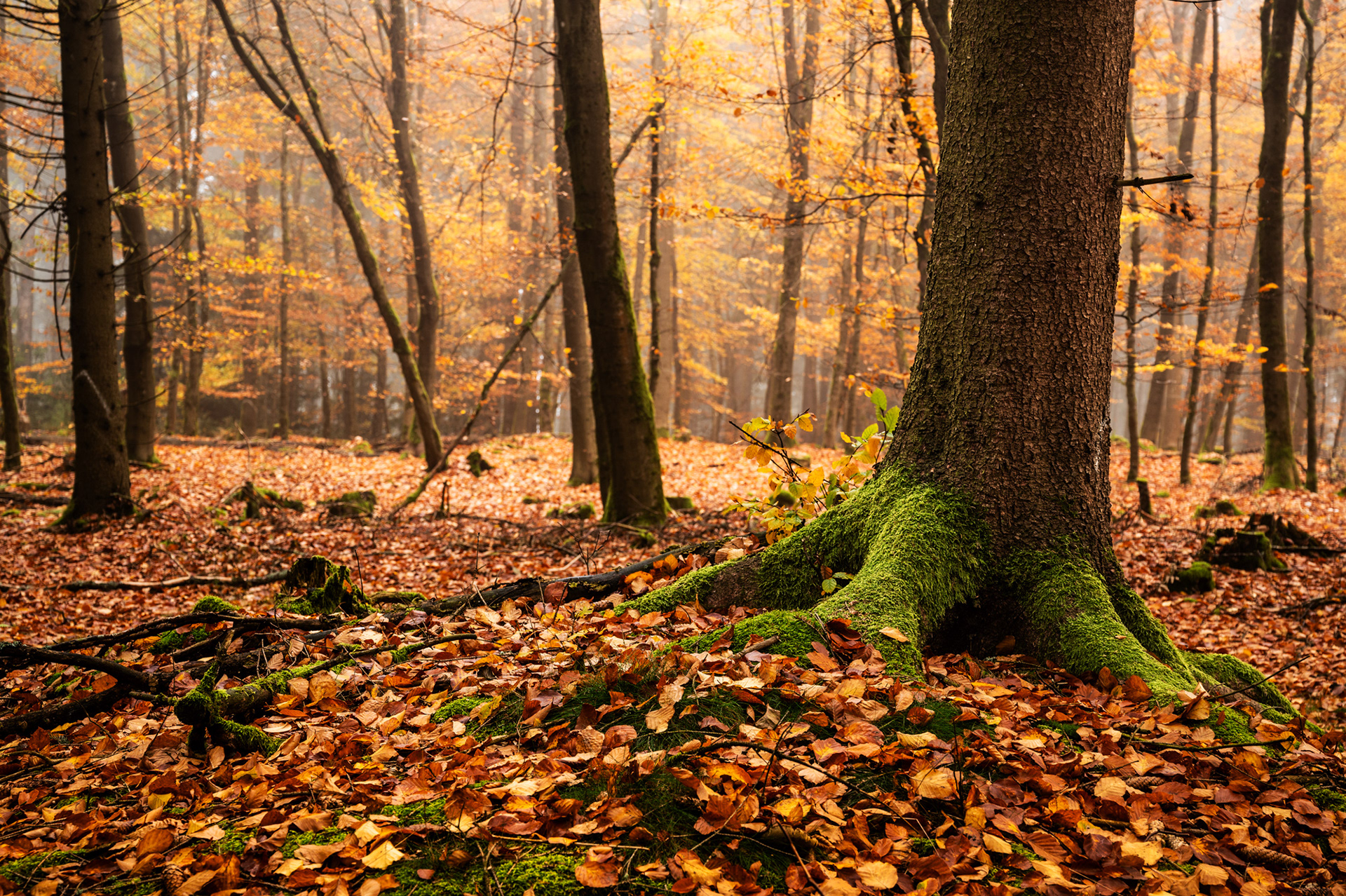 "Verwurzelt", Woche 10