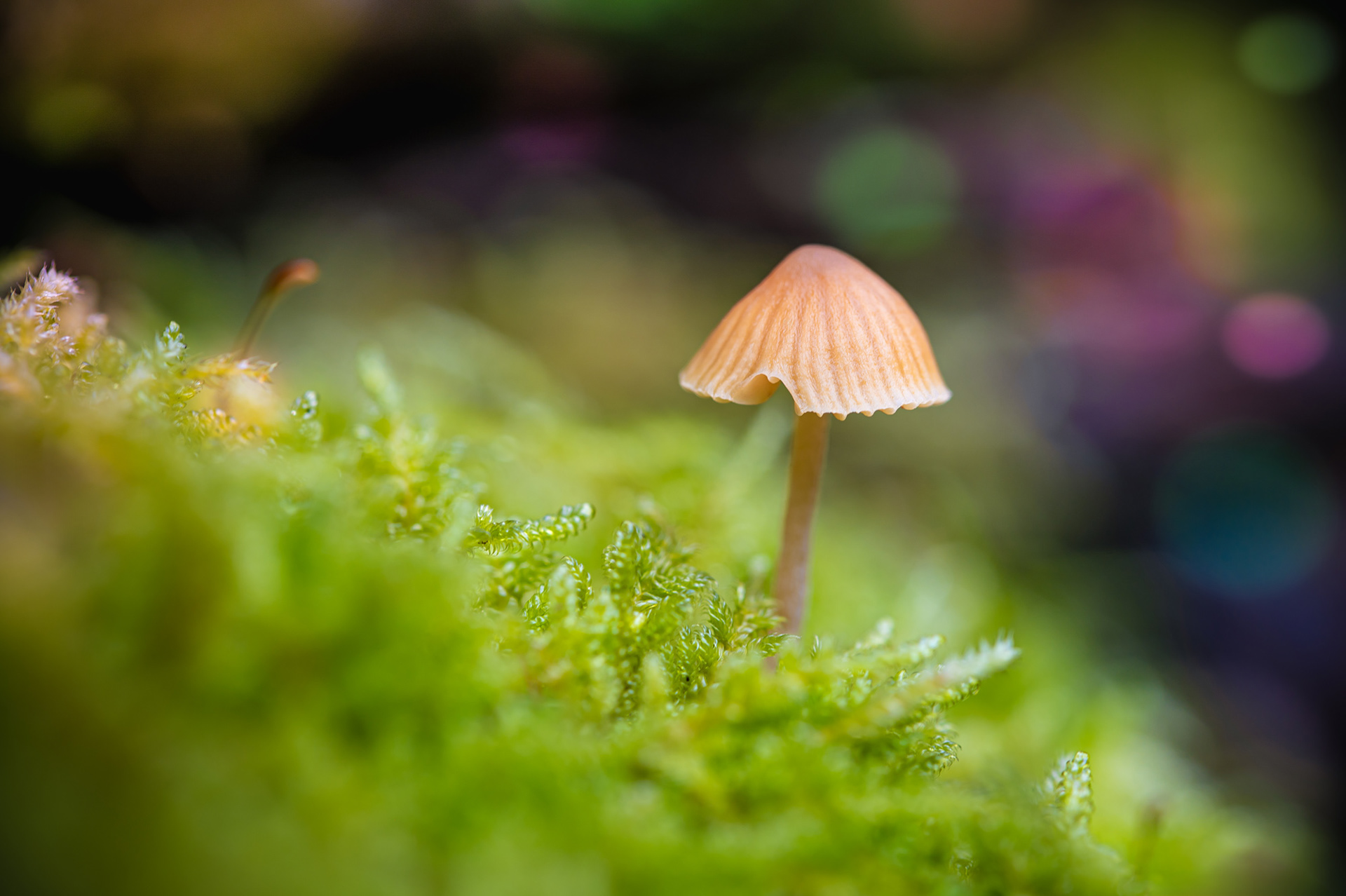 "Konfetti", Woche 13