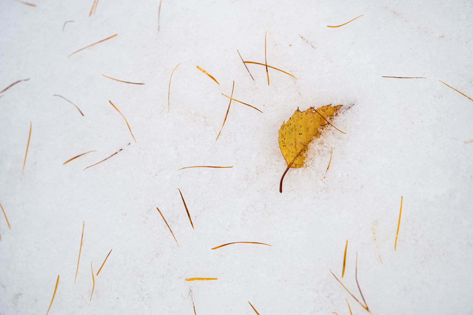 "Übergang", Woche 14