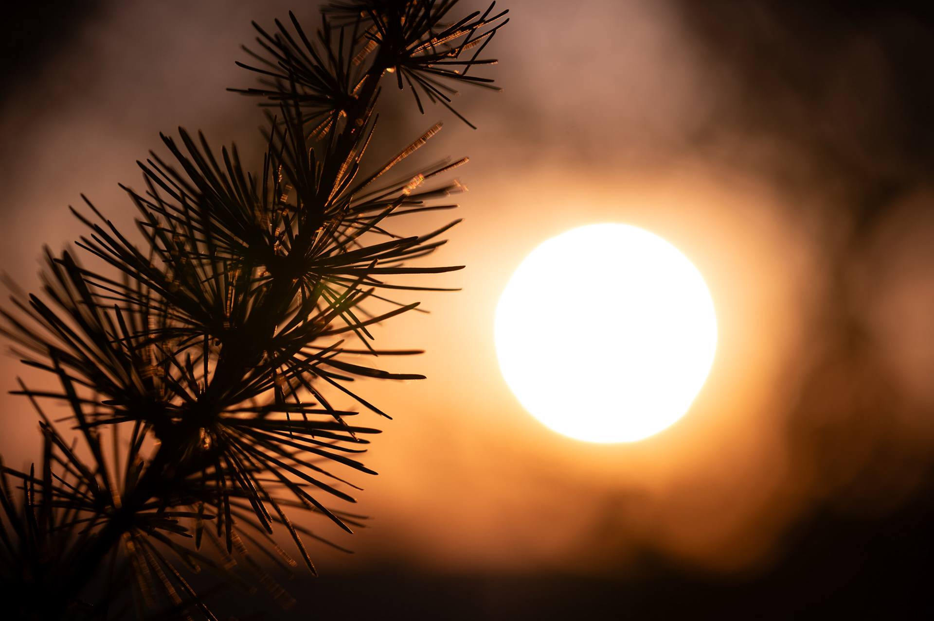 "Always the Sun", Woche 41