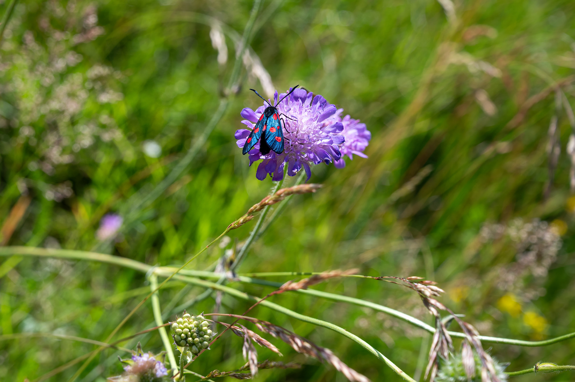 "Seltener Gast", Woche 45