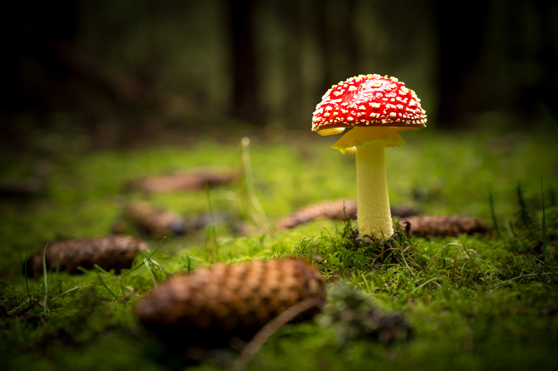 "Frisch geschlüpft", Woche 8