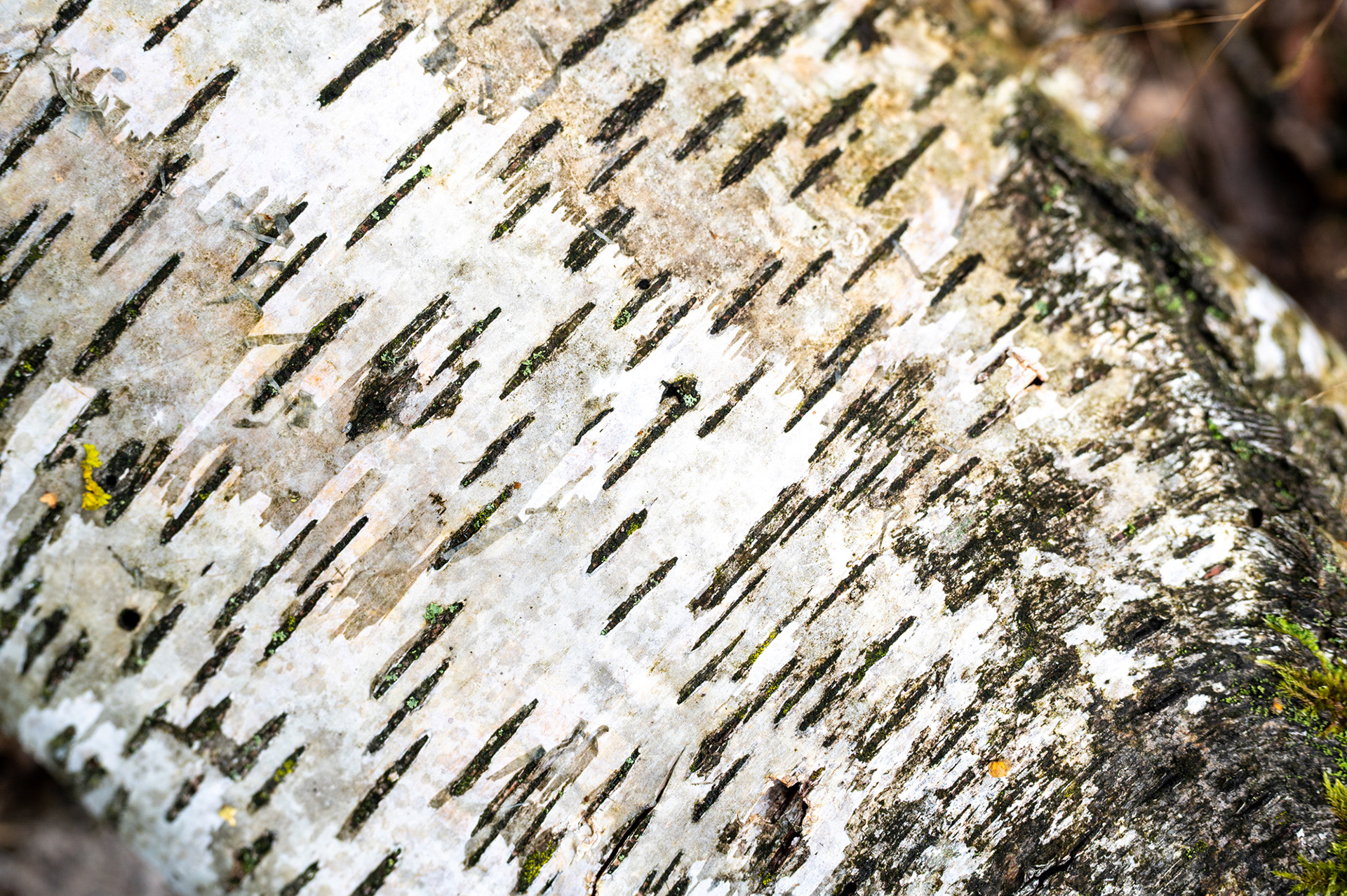 "Hingeschaut", Woche 50