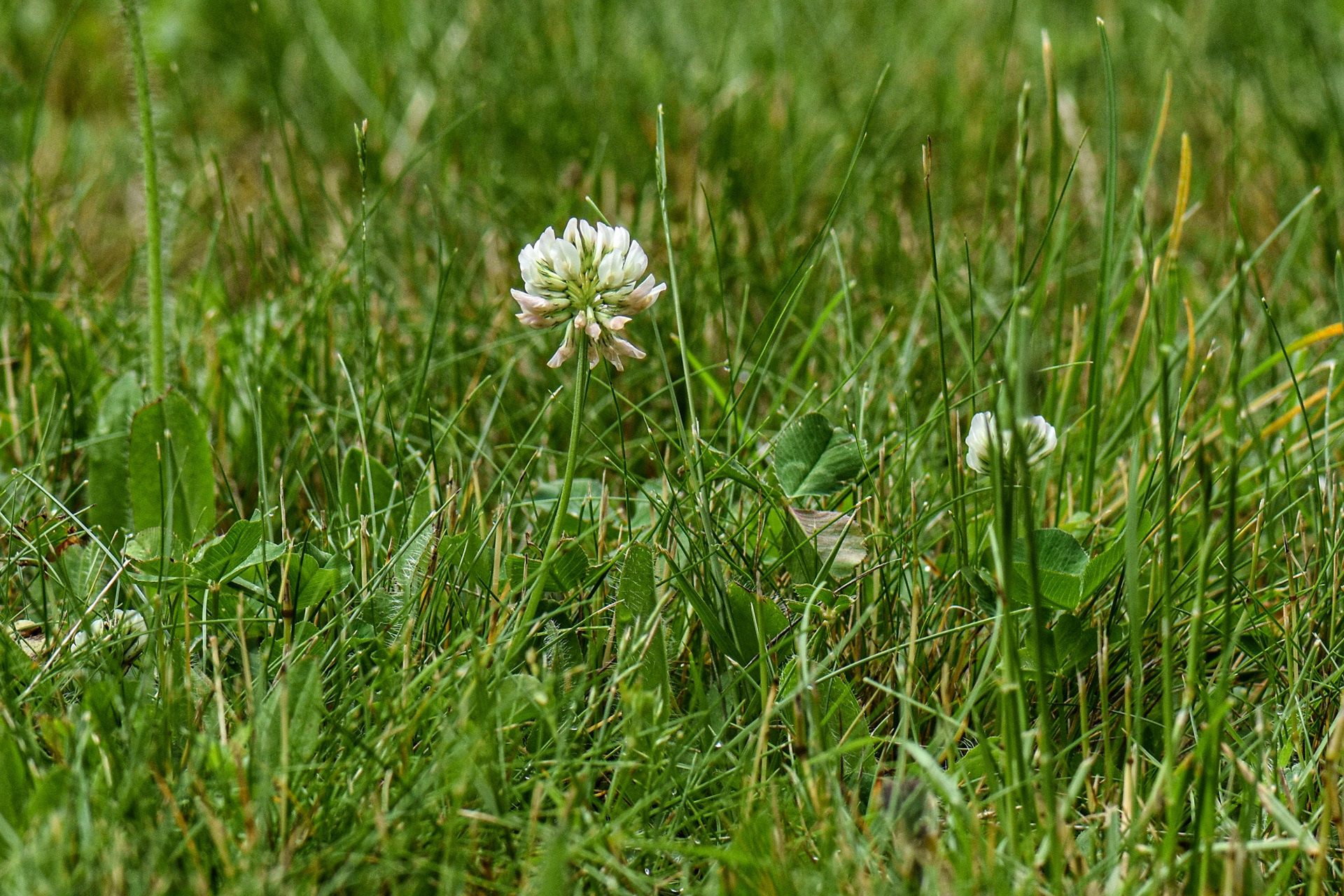 Bodenperspektive: die Kamera wurde auf den Boden ins Gras gelegt und fotografiert aus dieser Perspektive eine kleine Kleepflanze