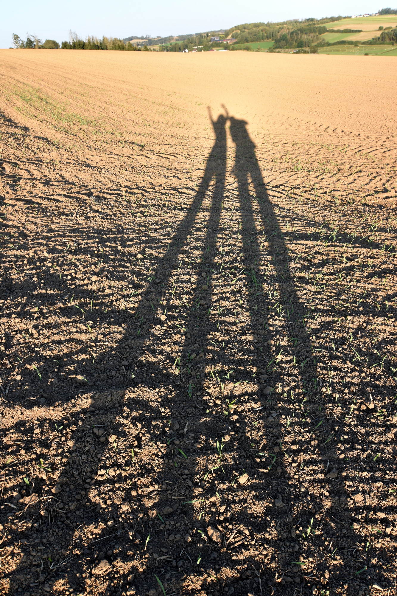 Zwei Schatten in der Abendsonne, Feld bei Zedtwitz