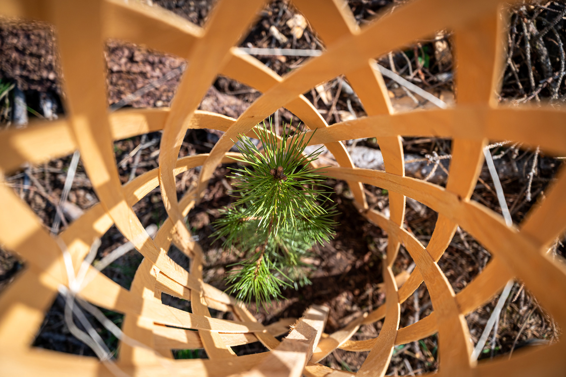 "Schutzraum", Woche 35