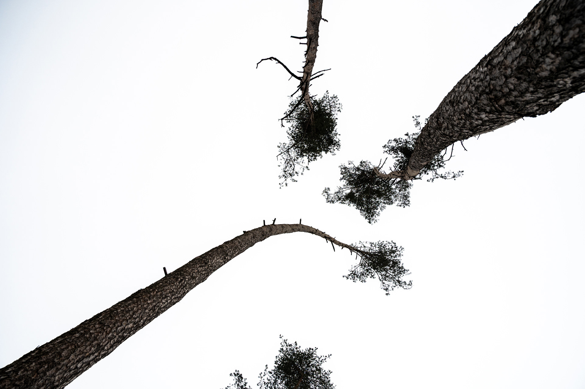 "Vielseitig", Woche 28