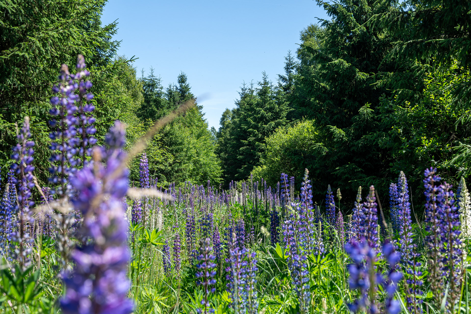 "Lupinenmeer", Woche 44