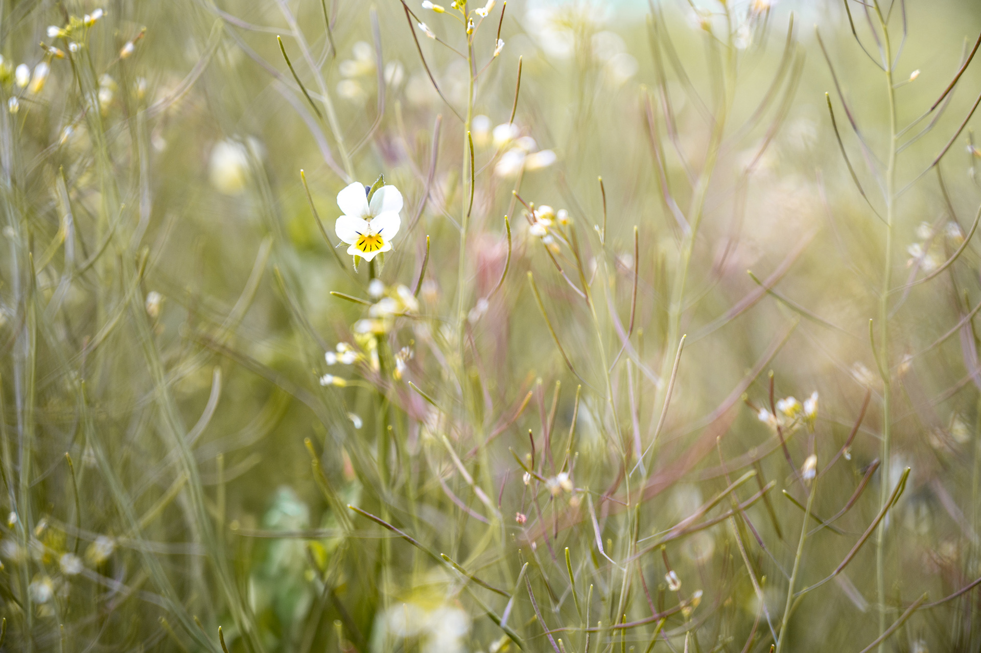 "Wieseninneres", Woche 40