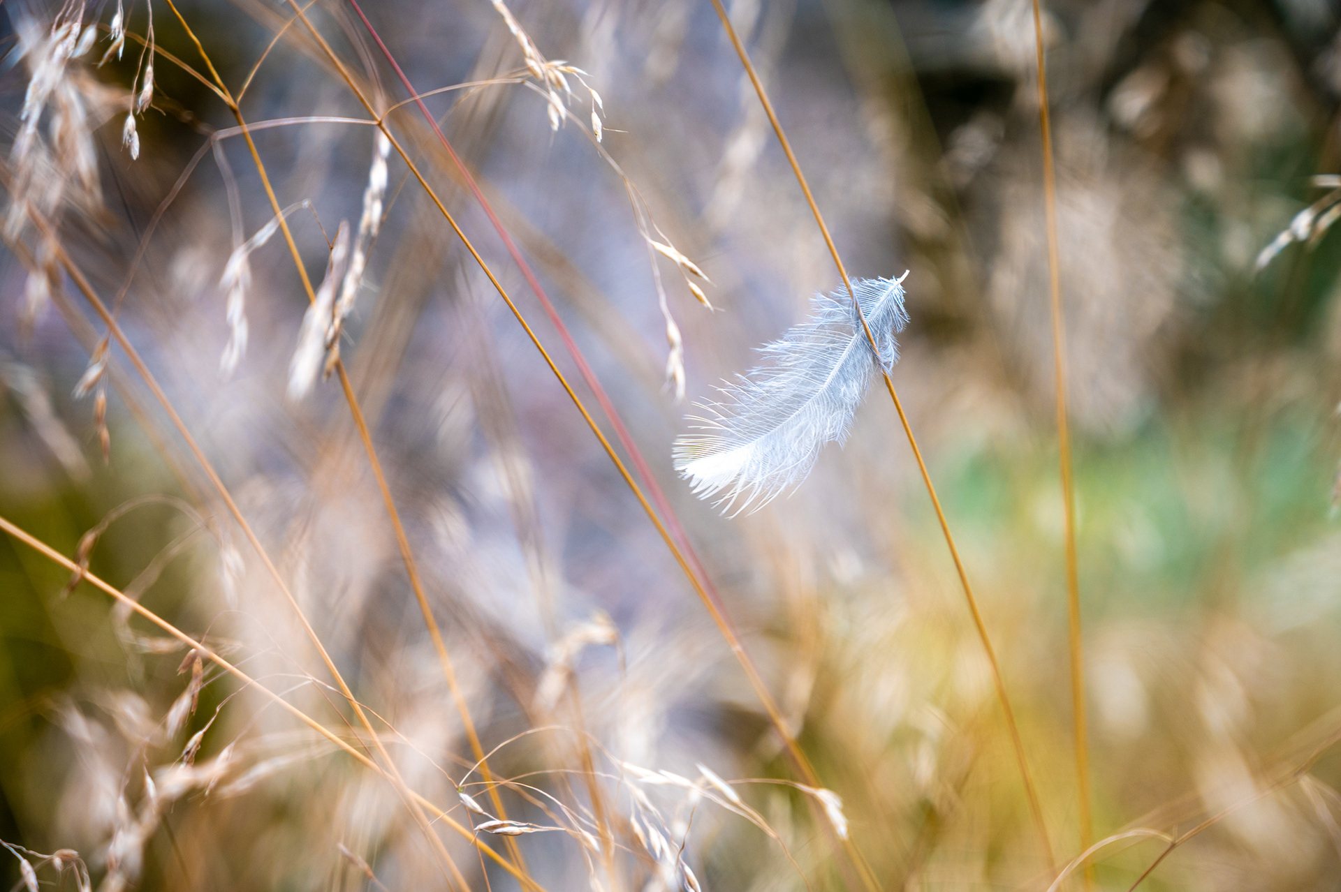 "Federgrafie", Woche 49