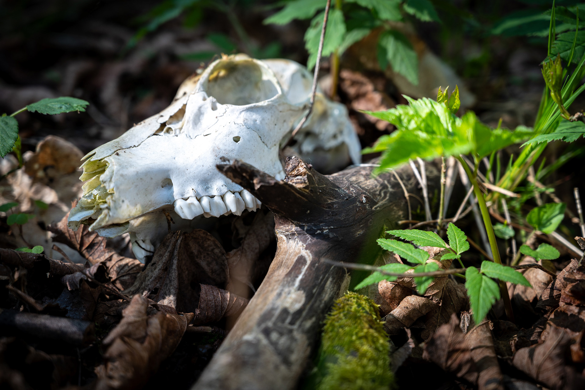 "Fundstück", Woche 36