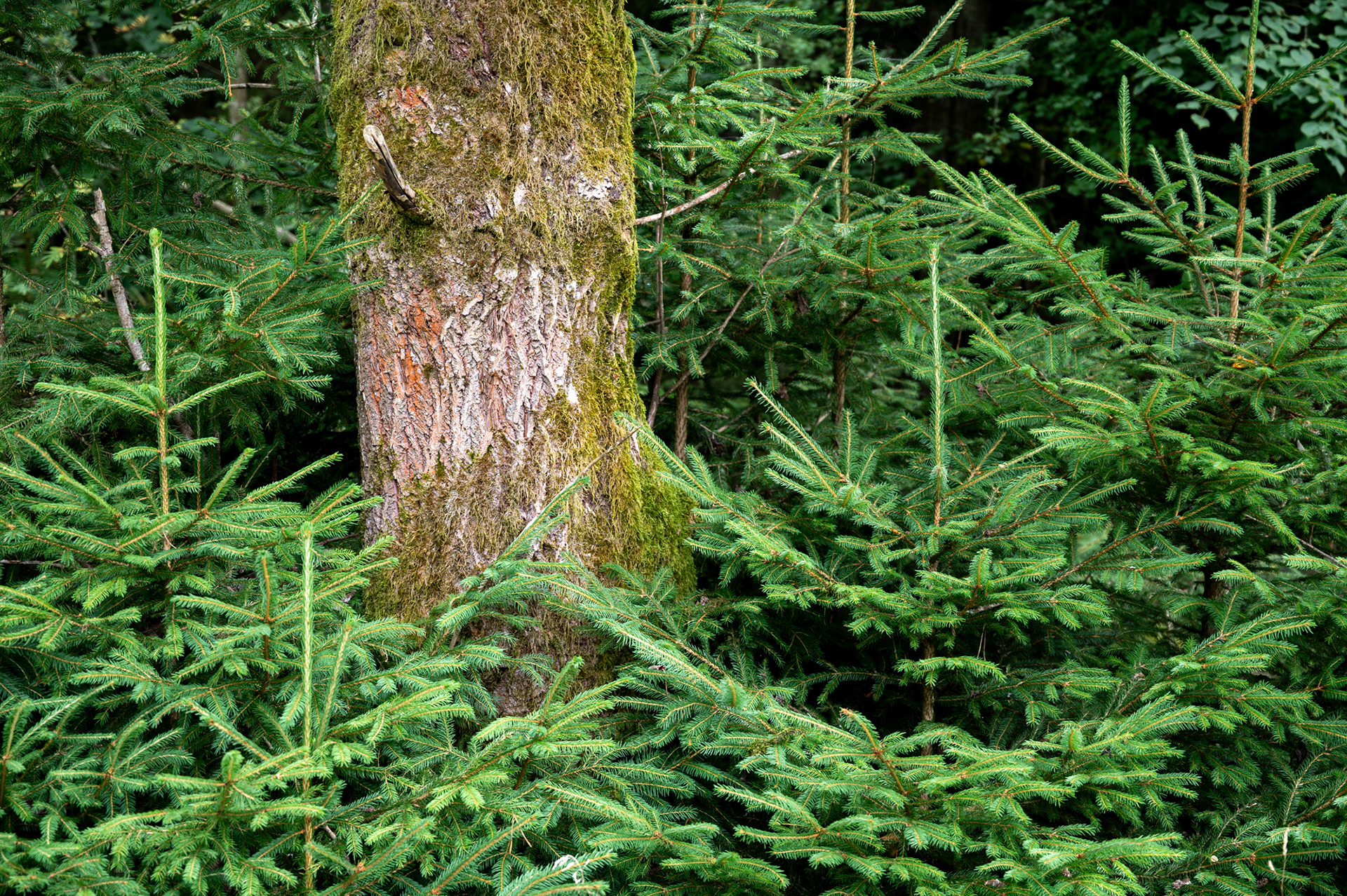 "Verdrängt", Woche 51