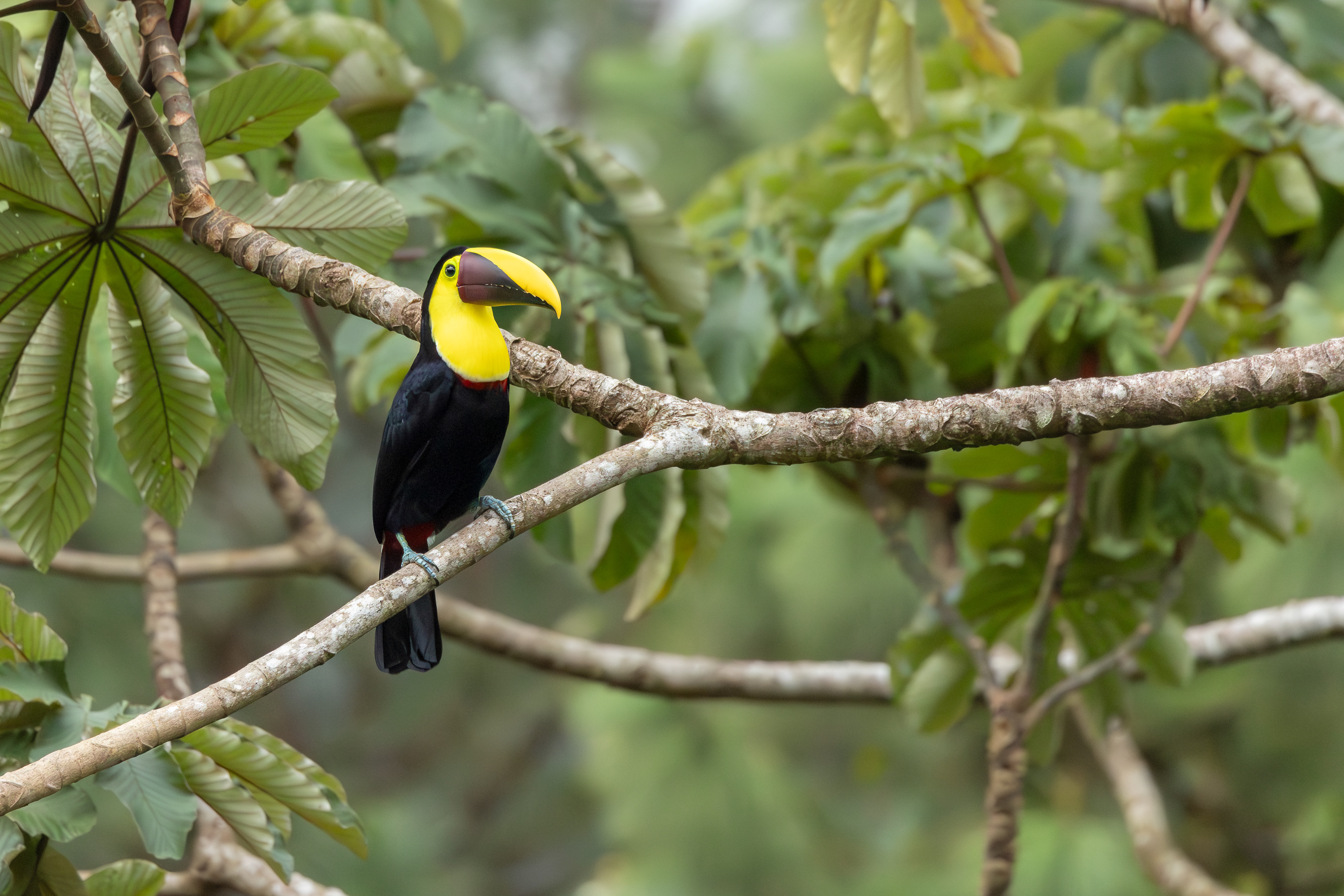Yellow-throated Toucan