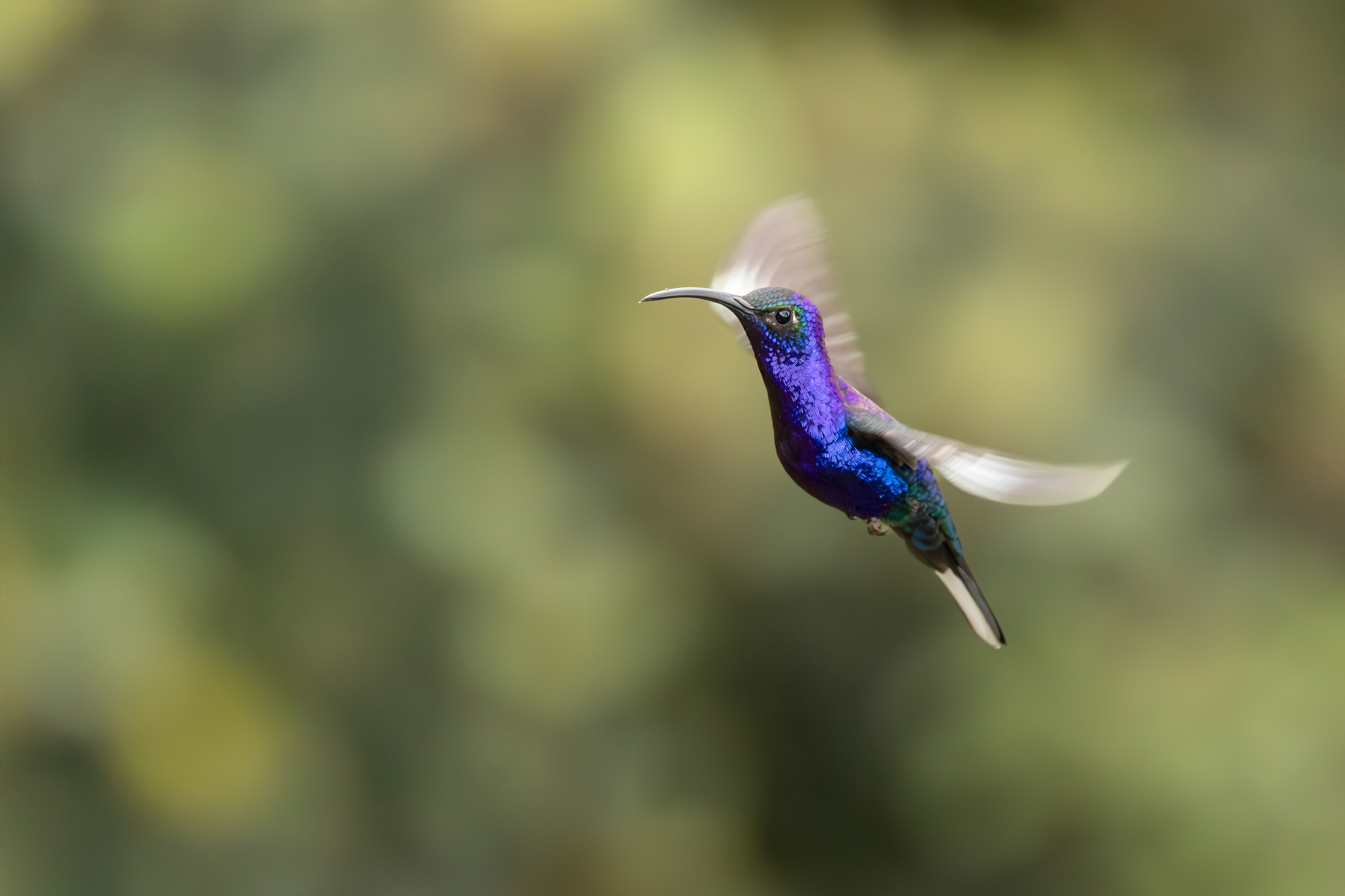 Violet Sabrewing