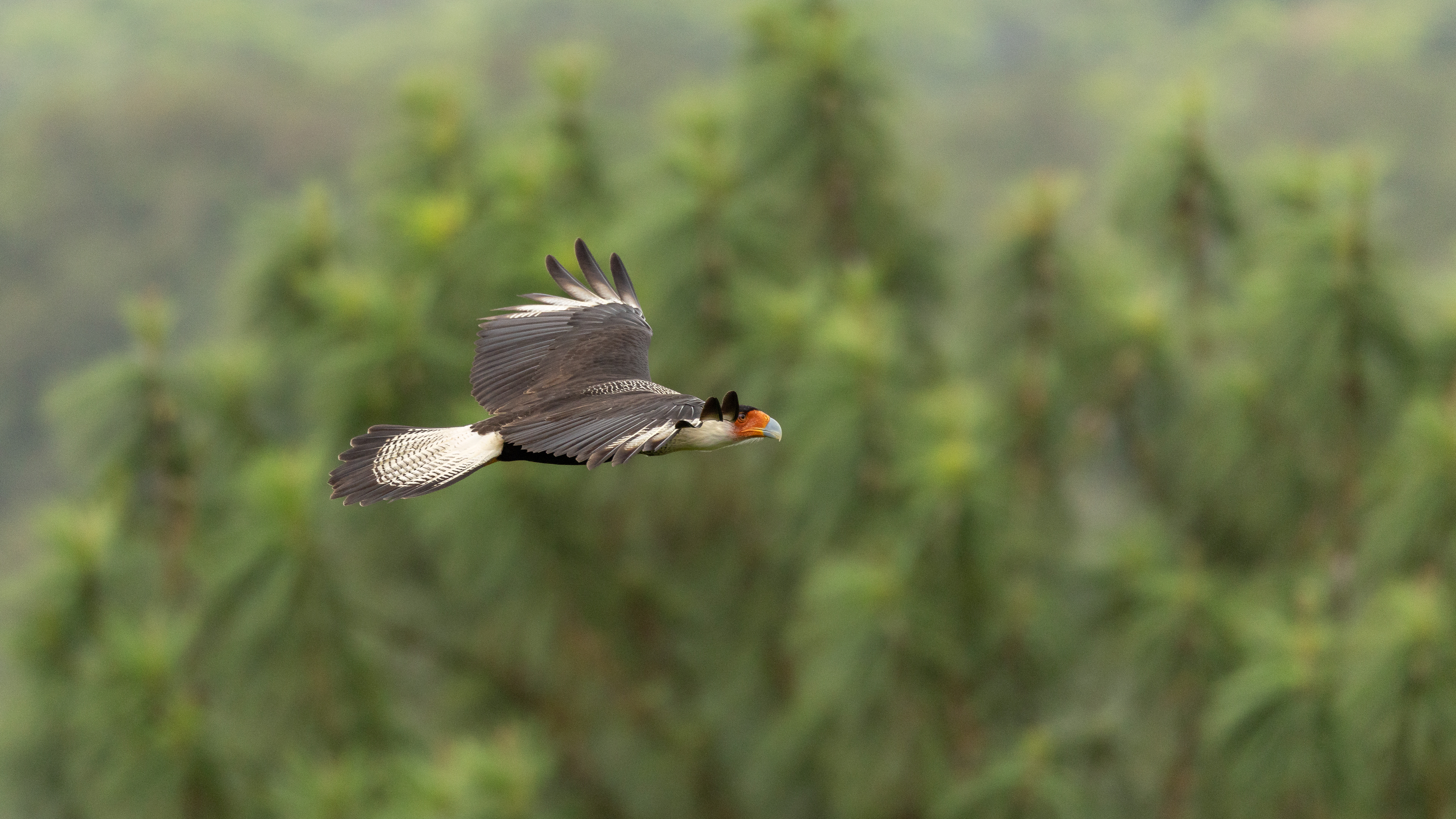 Crested Caracara