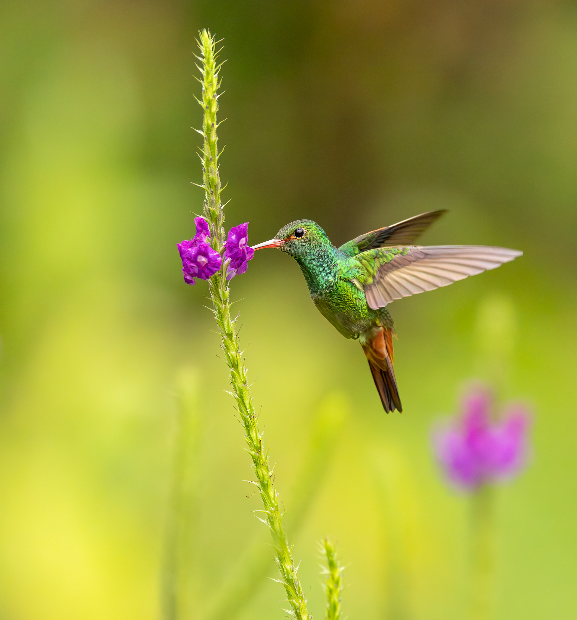 Rufous-tailed Hummingbird