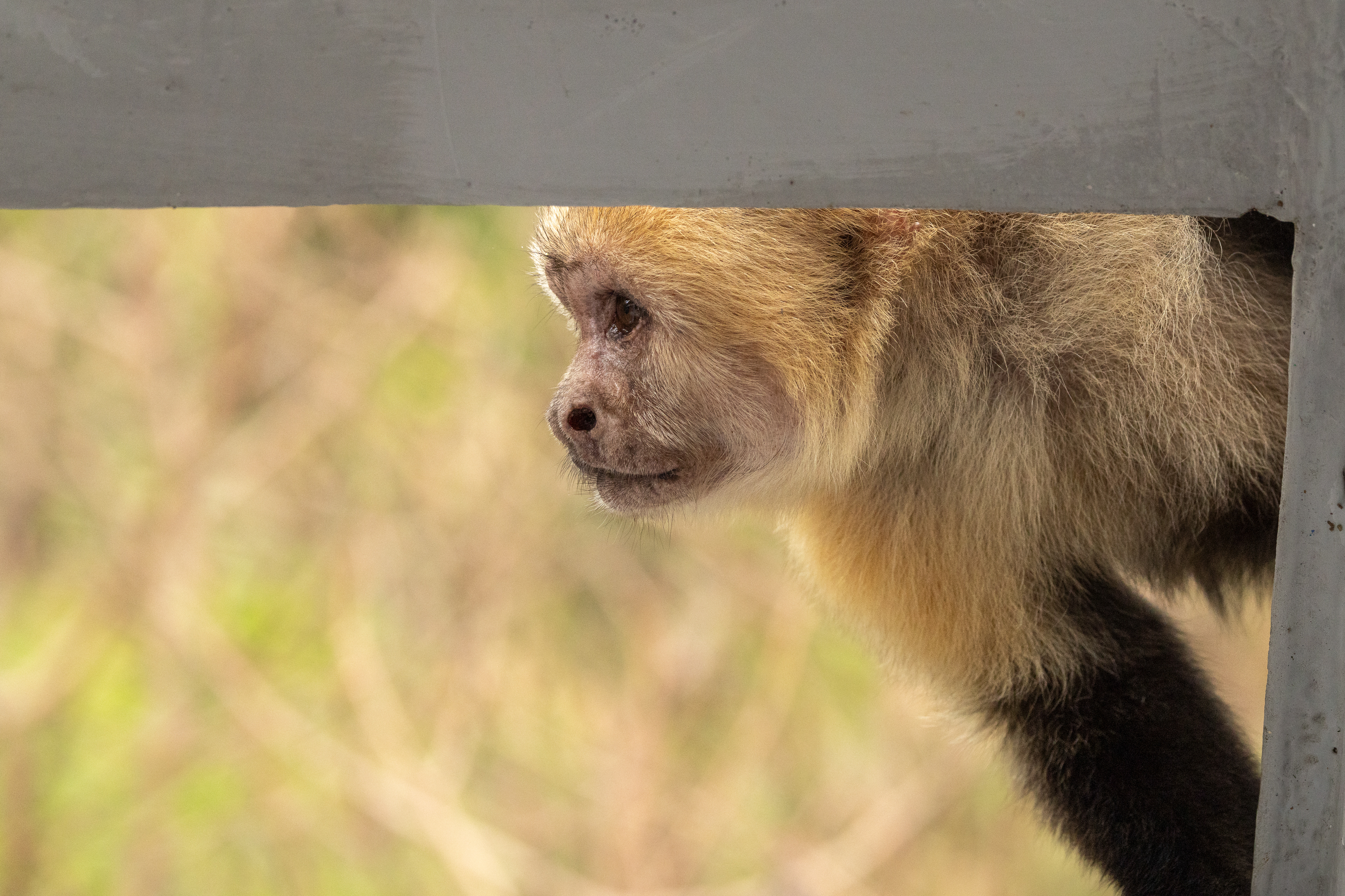 White-faced Monkey