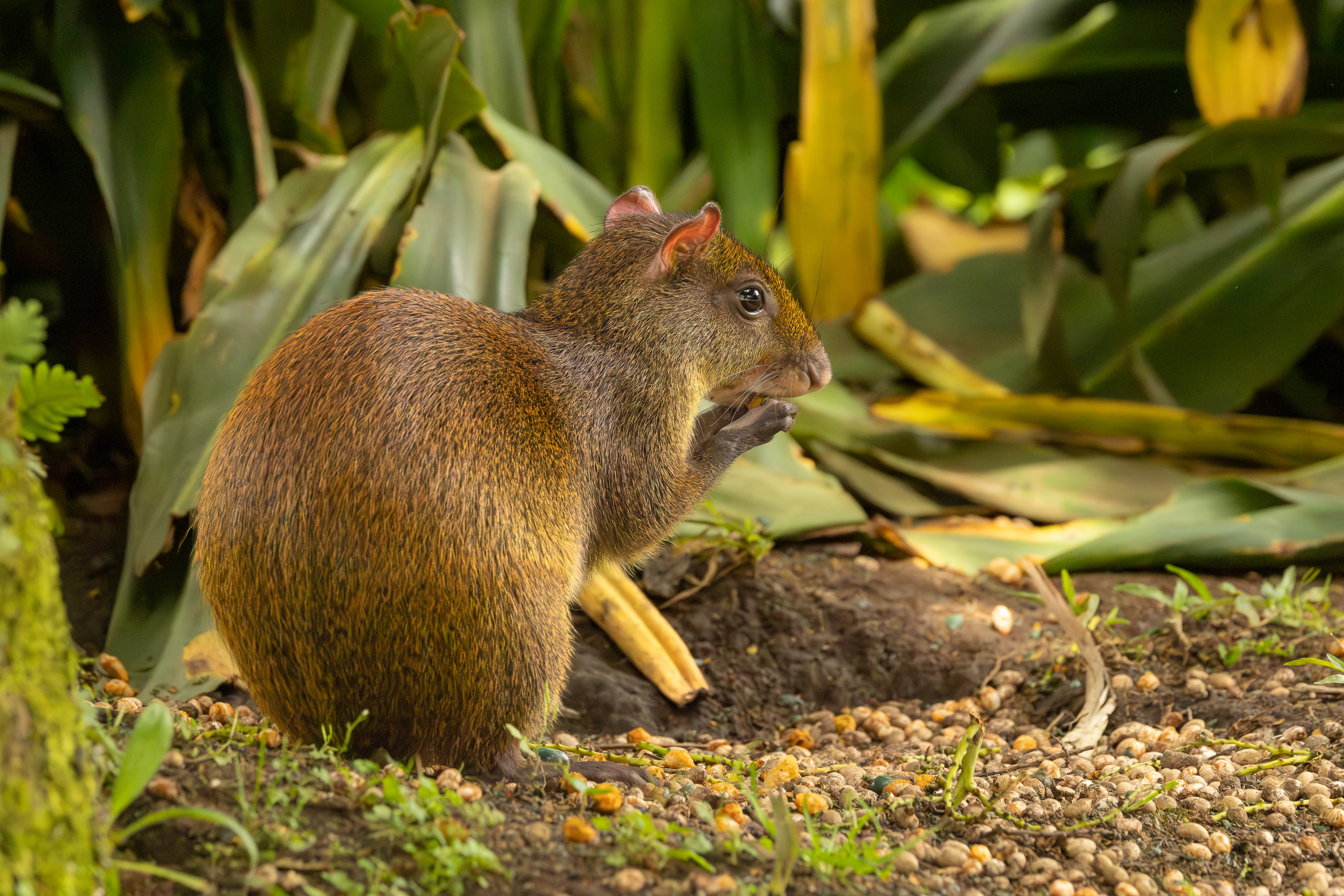 Agouti