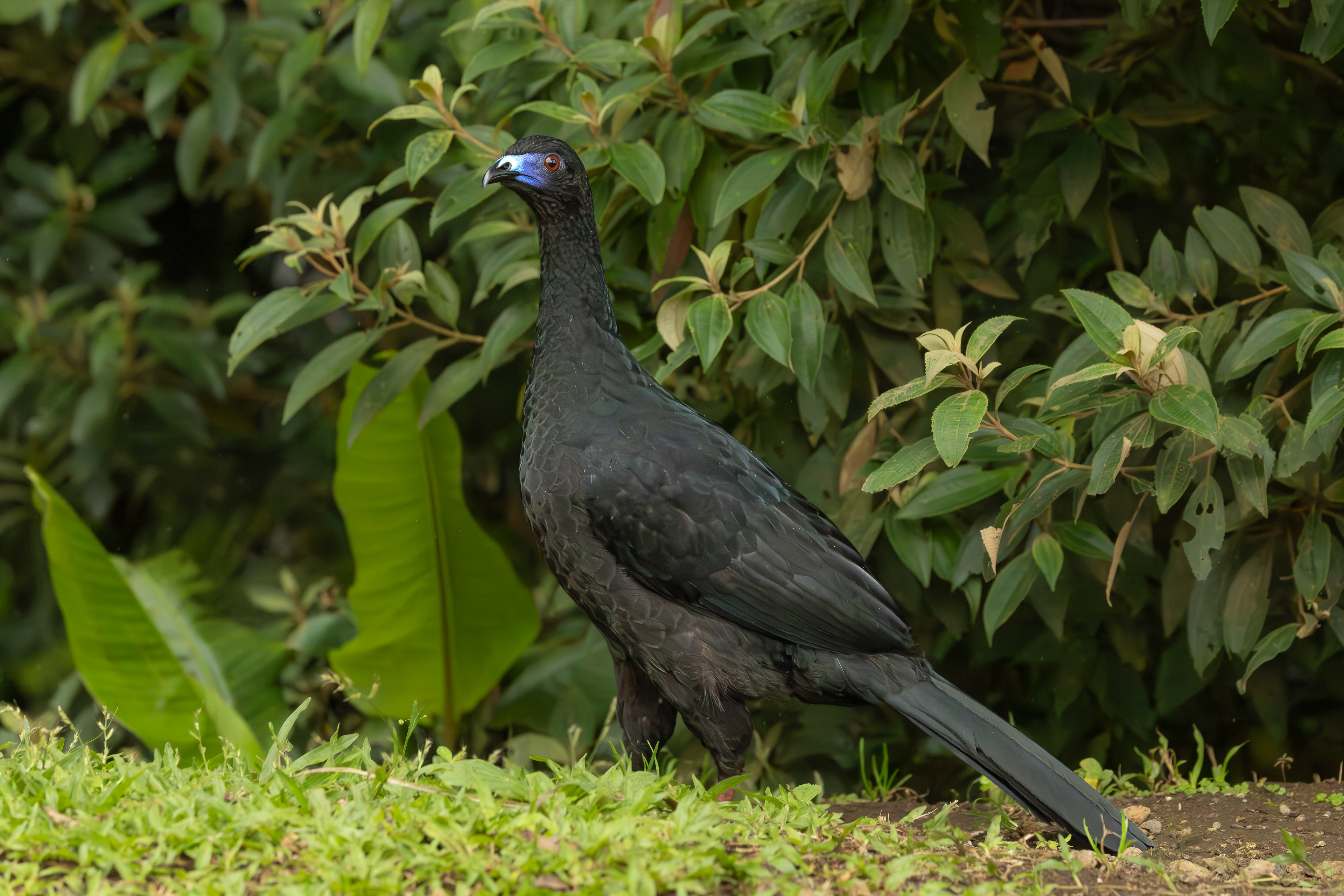 Black Guan