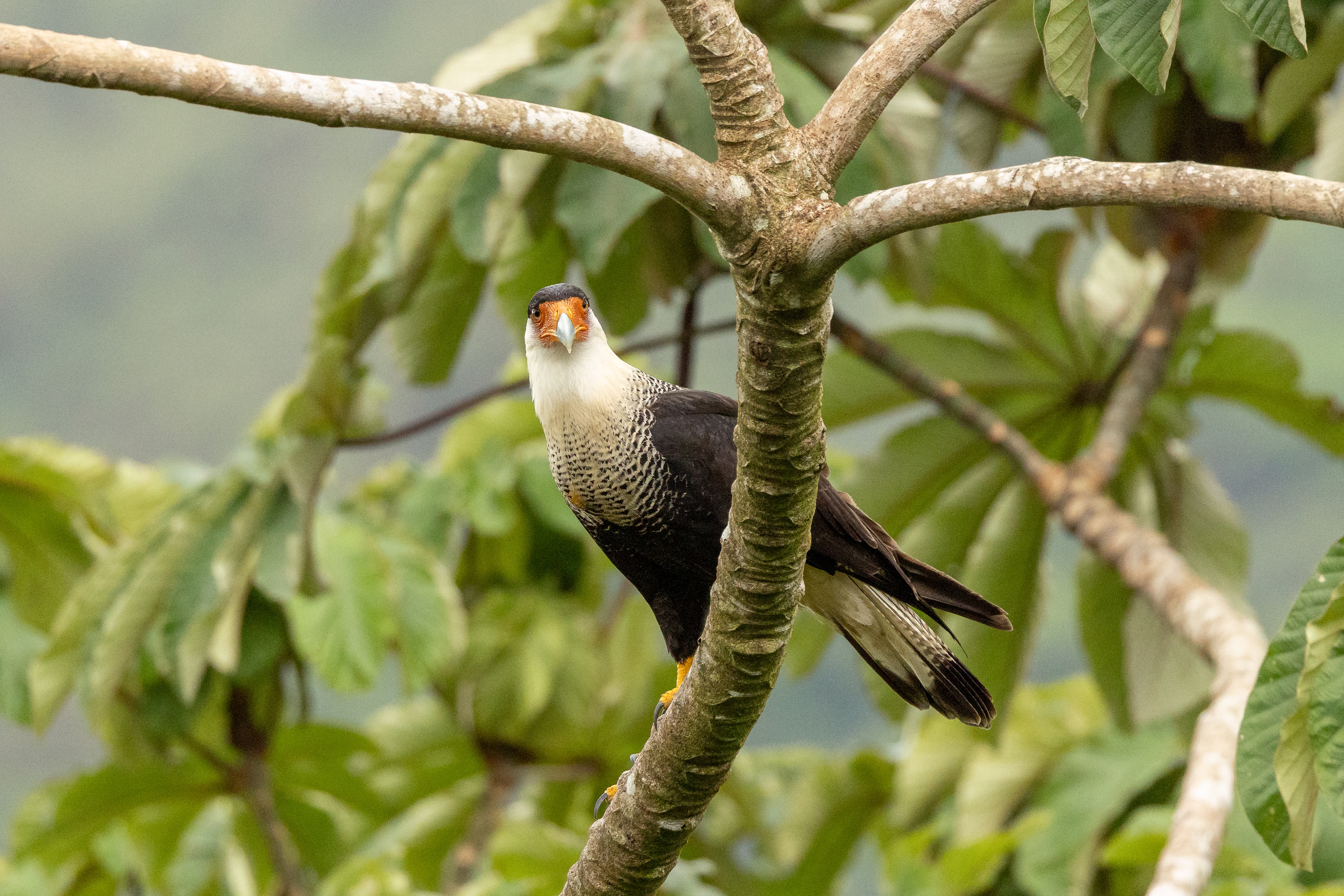 Crested Caracara