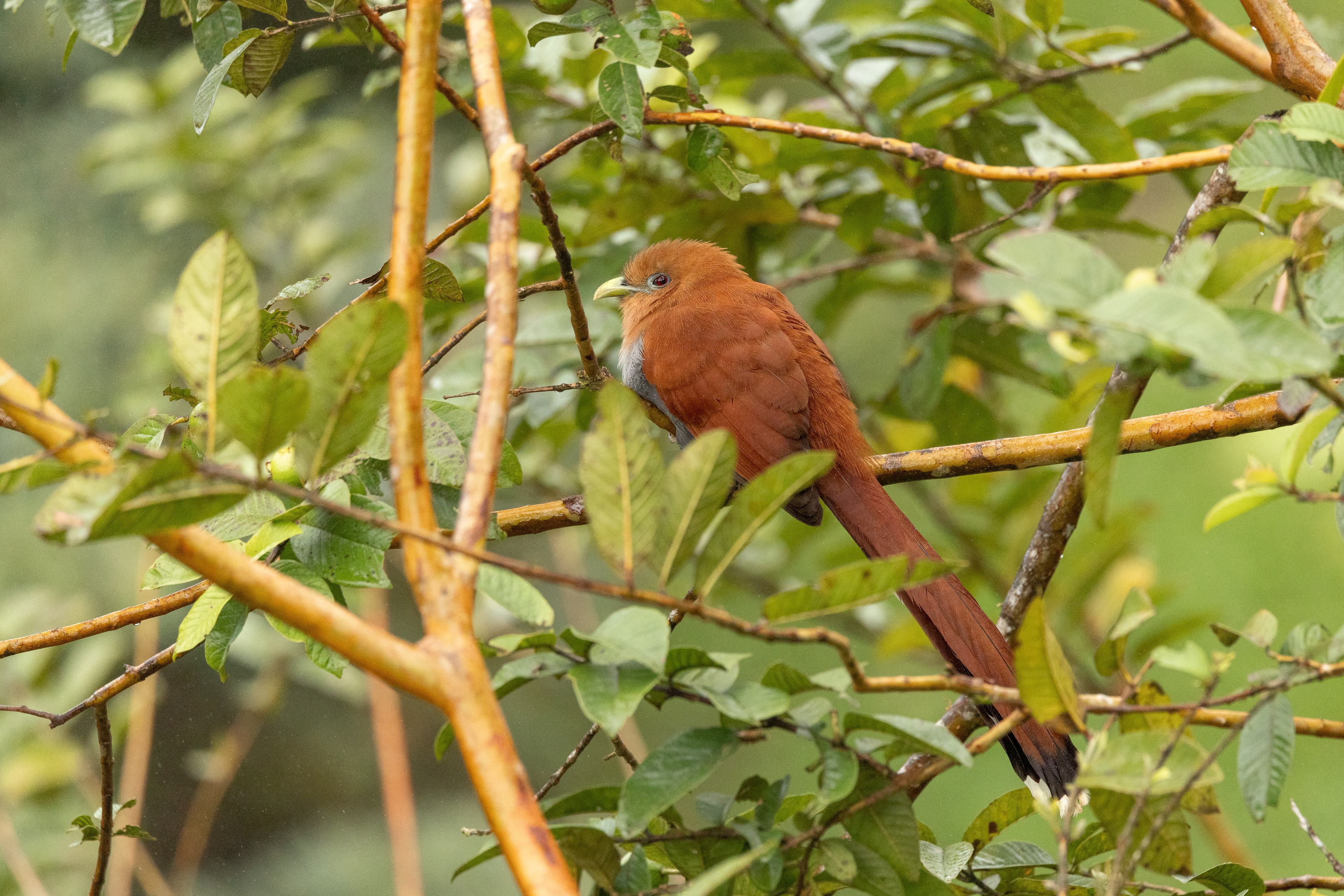Squirrel Cuckoo