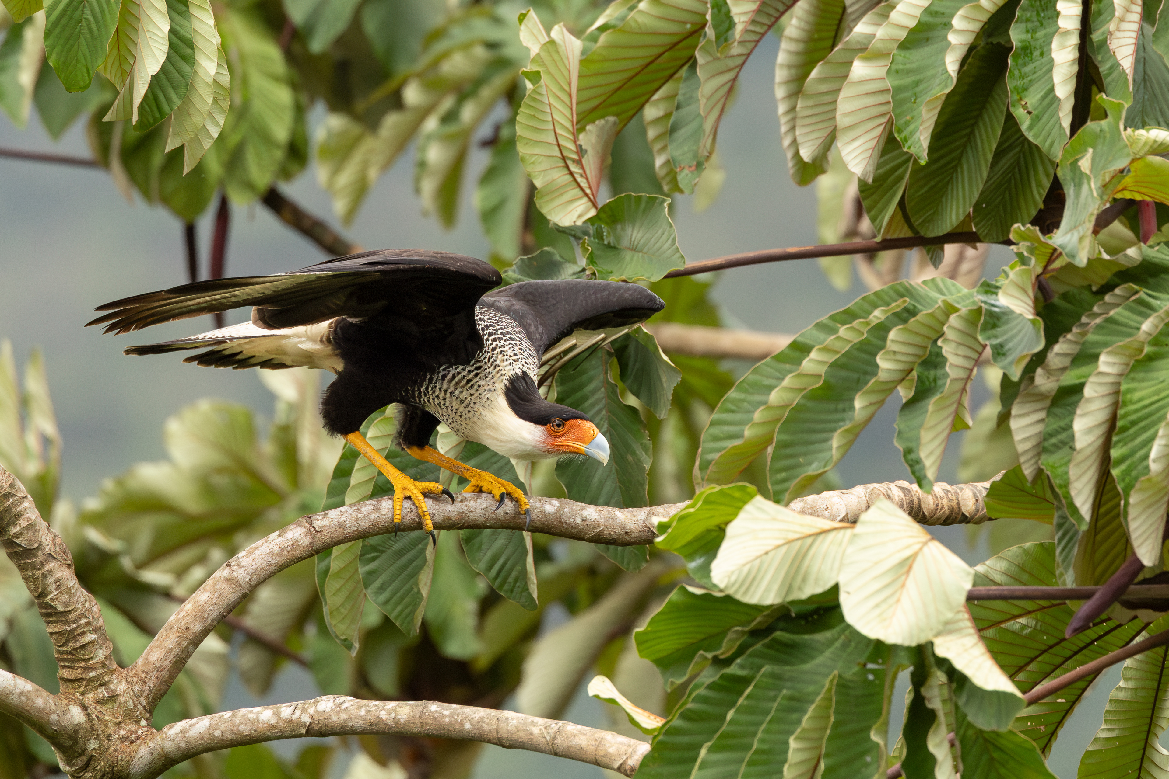 Crested Caracara
