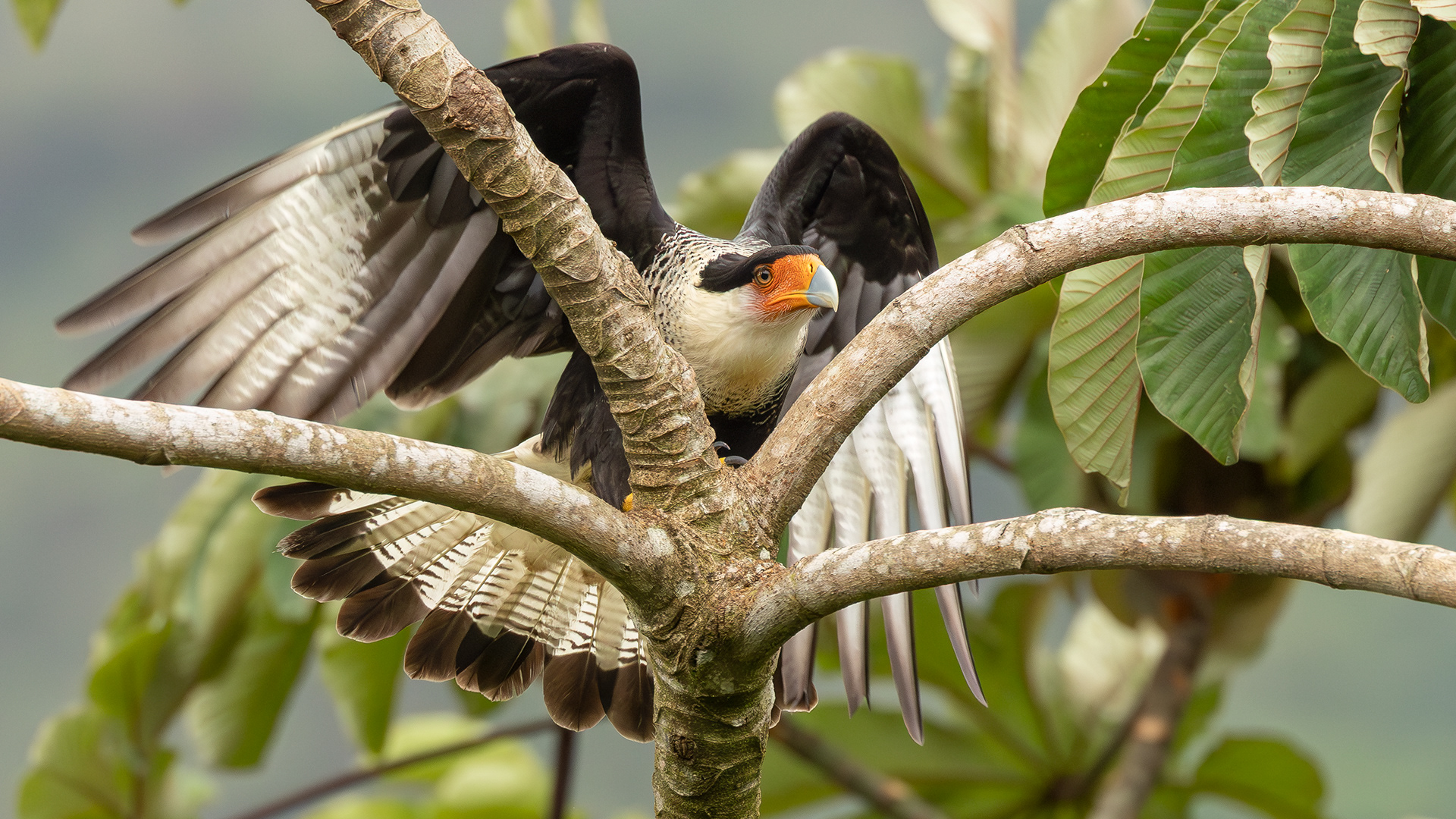 Crested Caracara