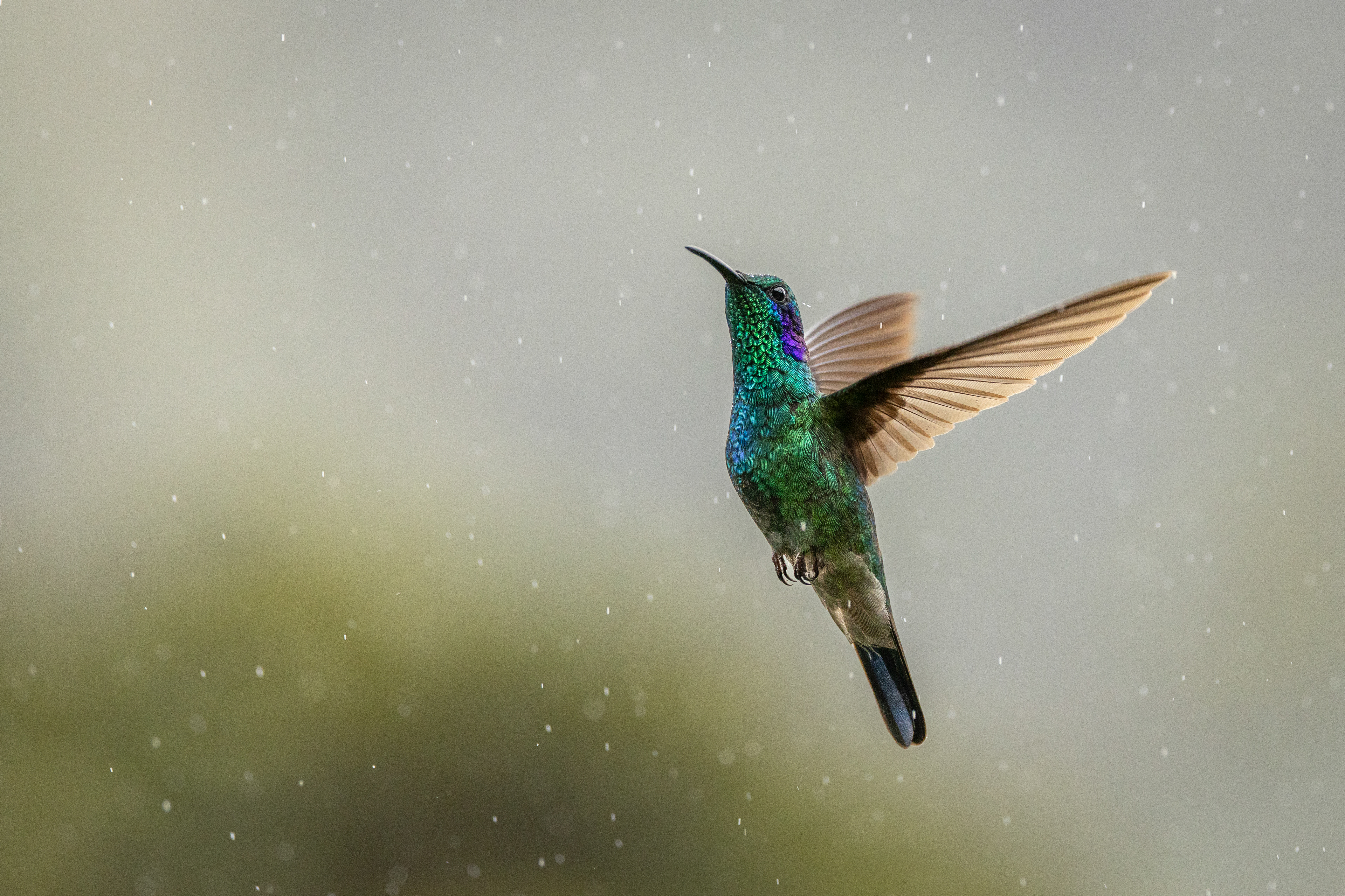 Lesser Violetear