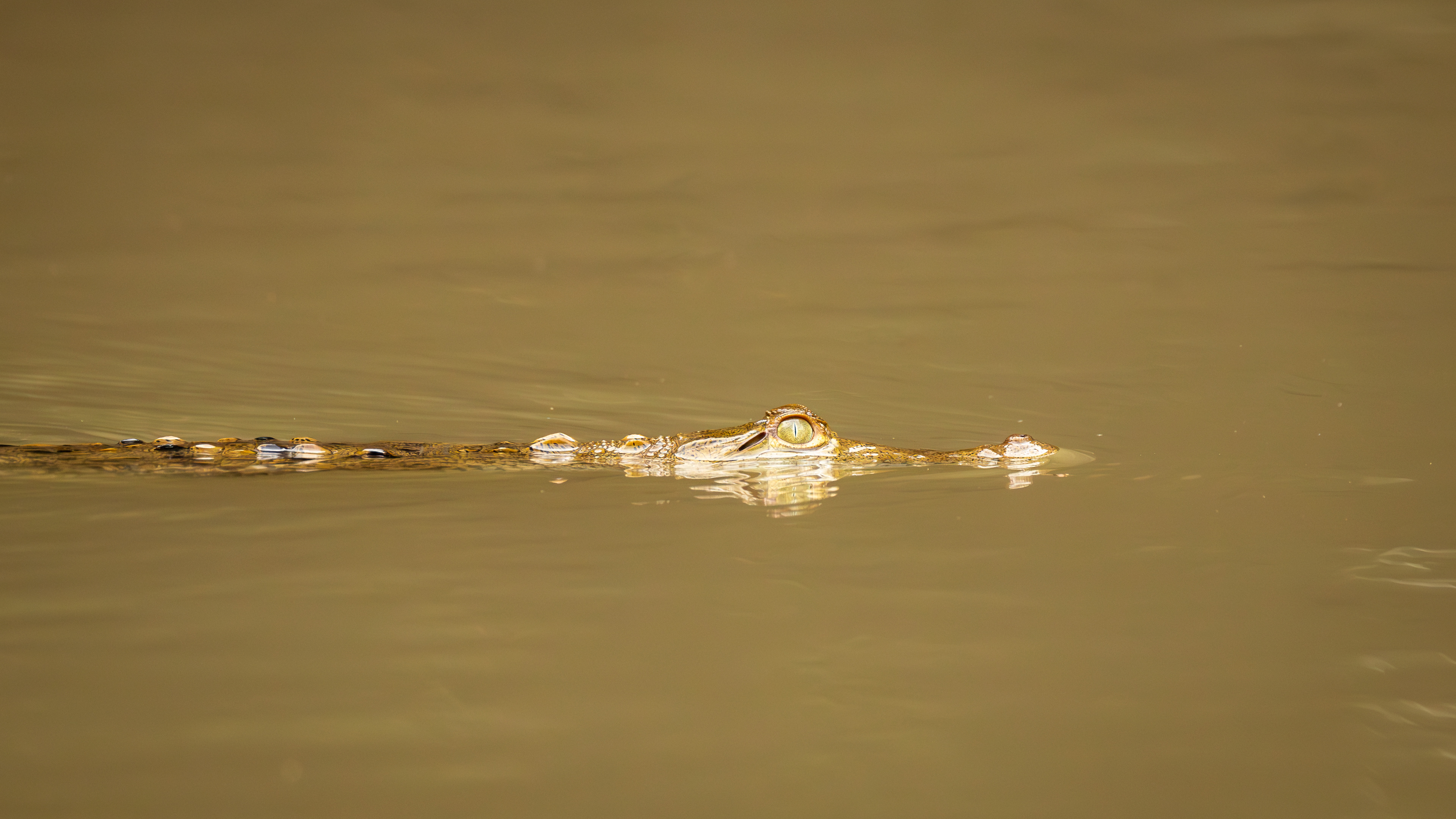 Young Crocodile