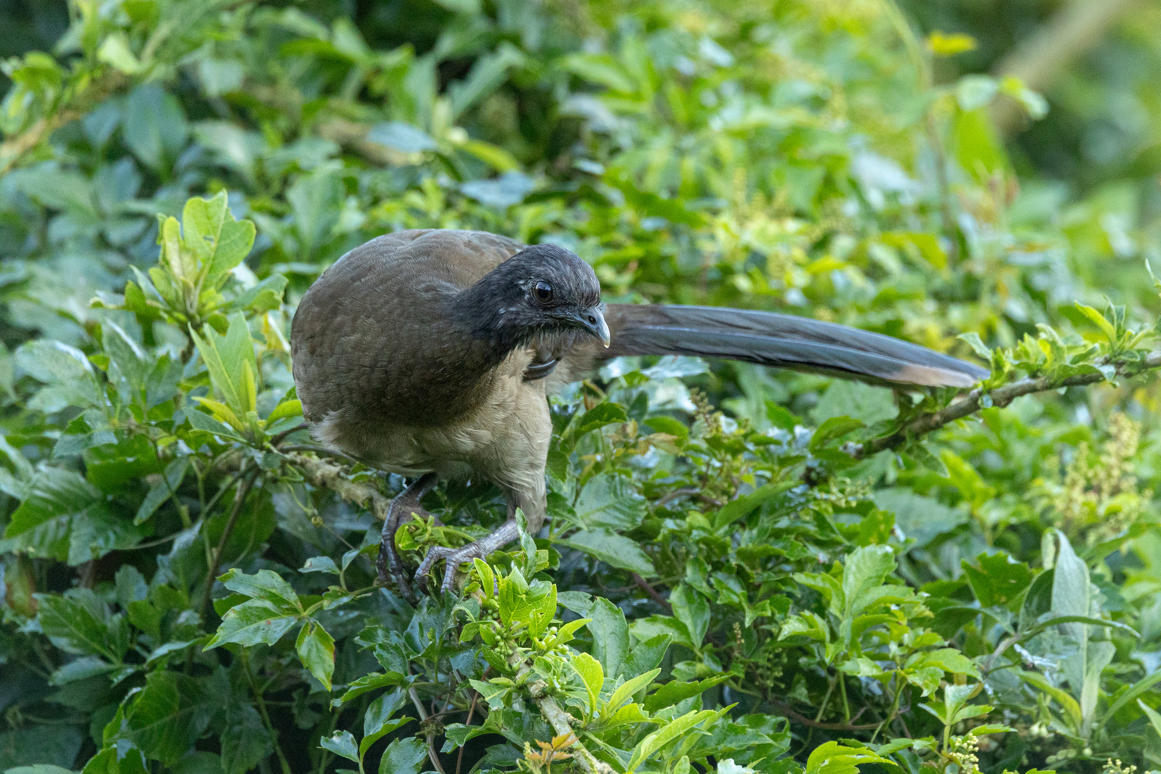 Gray-headed Chachalaca