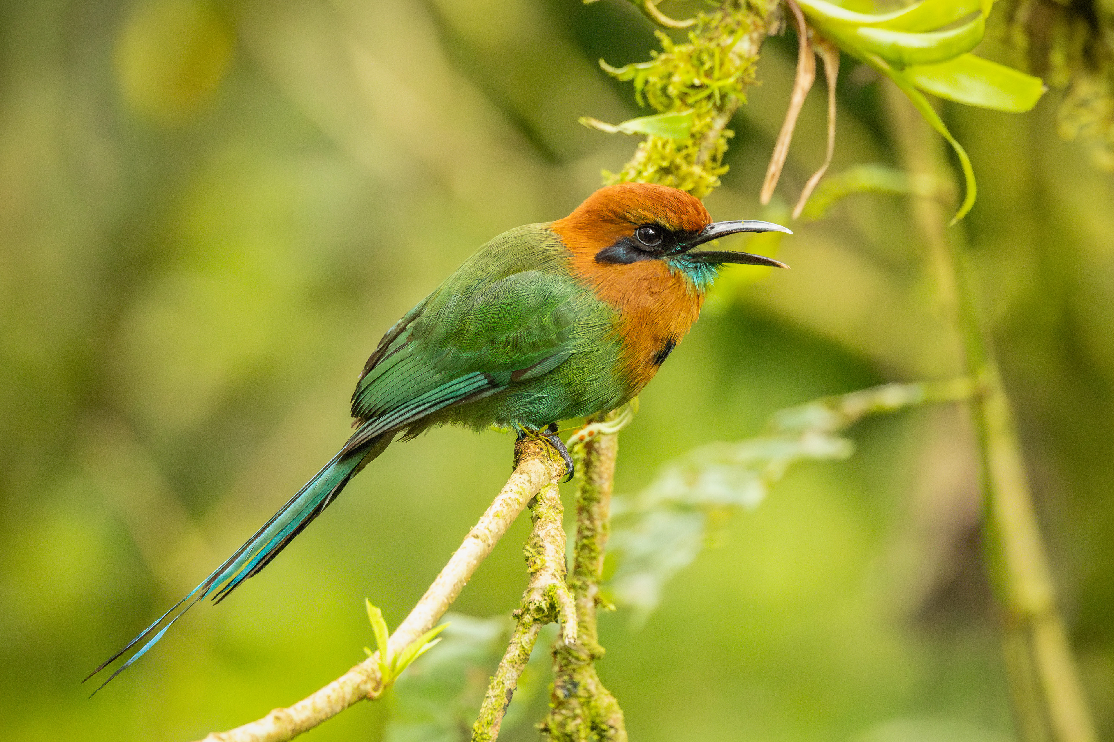 Motmot