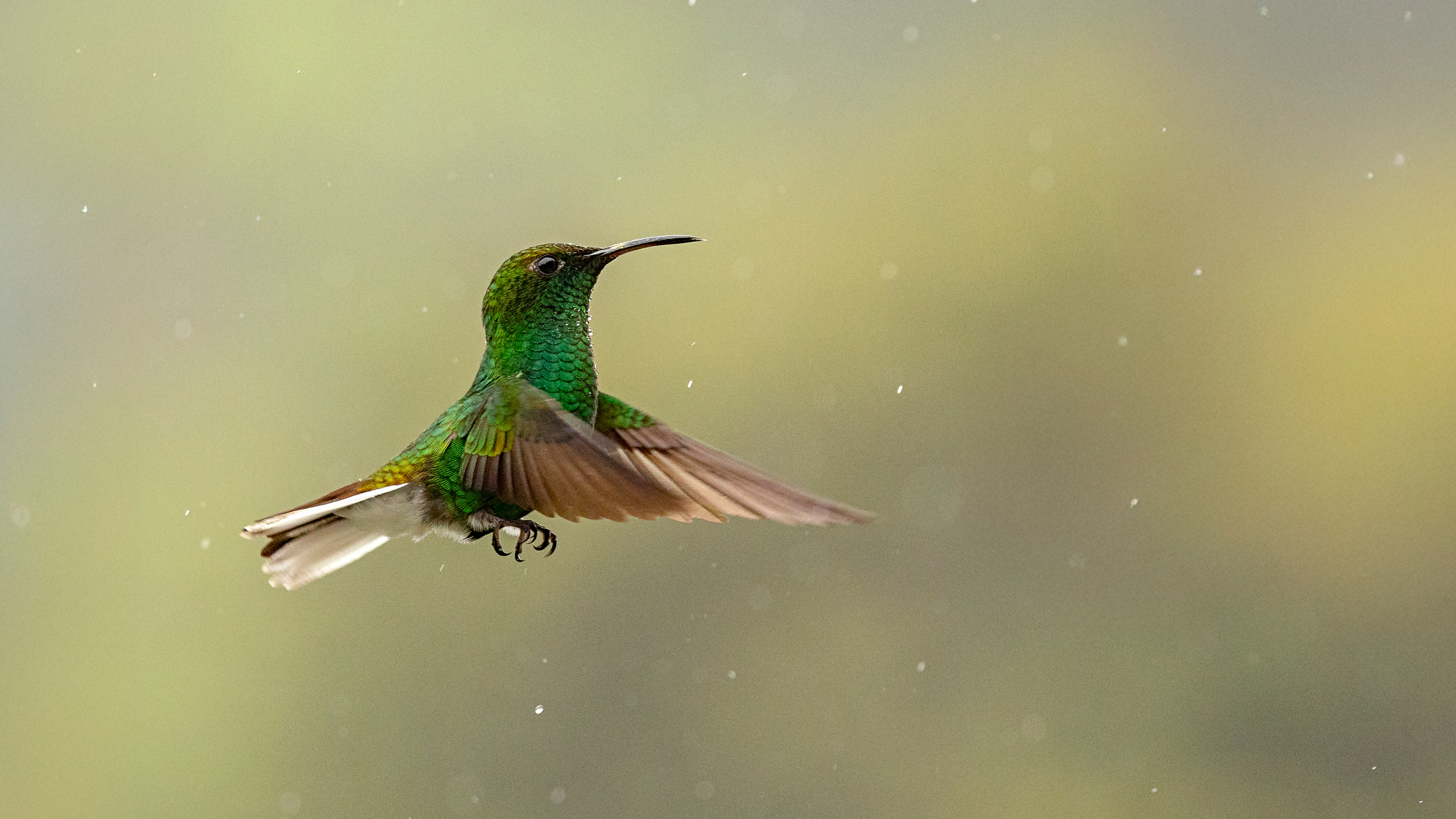 Coppery-headed Emerald Hummingbird
