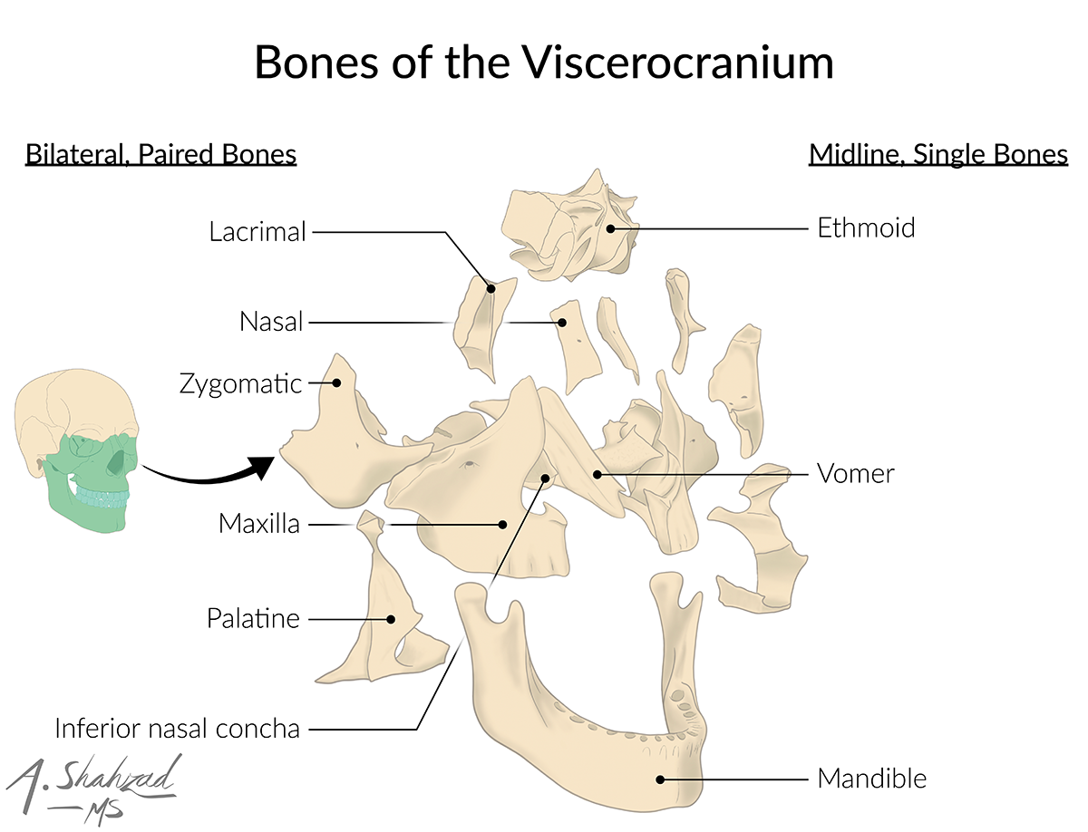 An original illustration of the bones of the viscerocranium, created to highlight paired and midline structures with clarity. Designed for a plastic surgery textbook, this piece offers a fresh perspective on complex anatomy while maintaining a simple and elegant style.
