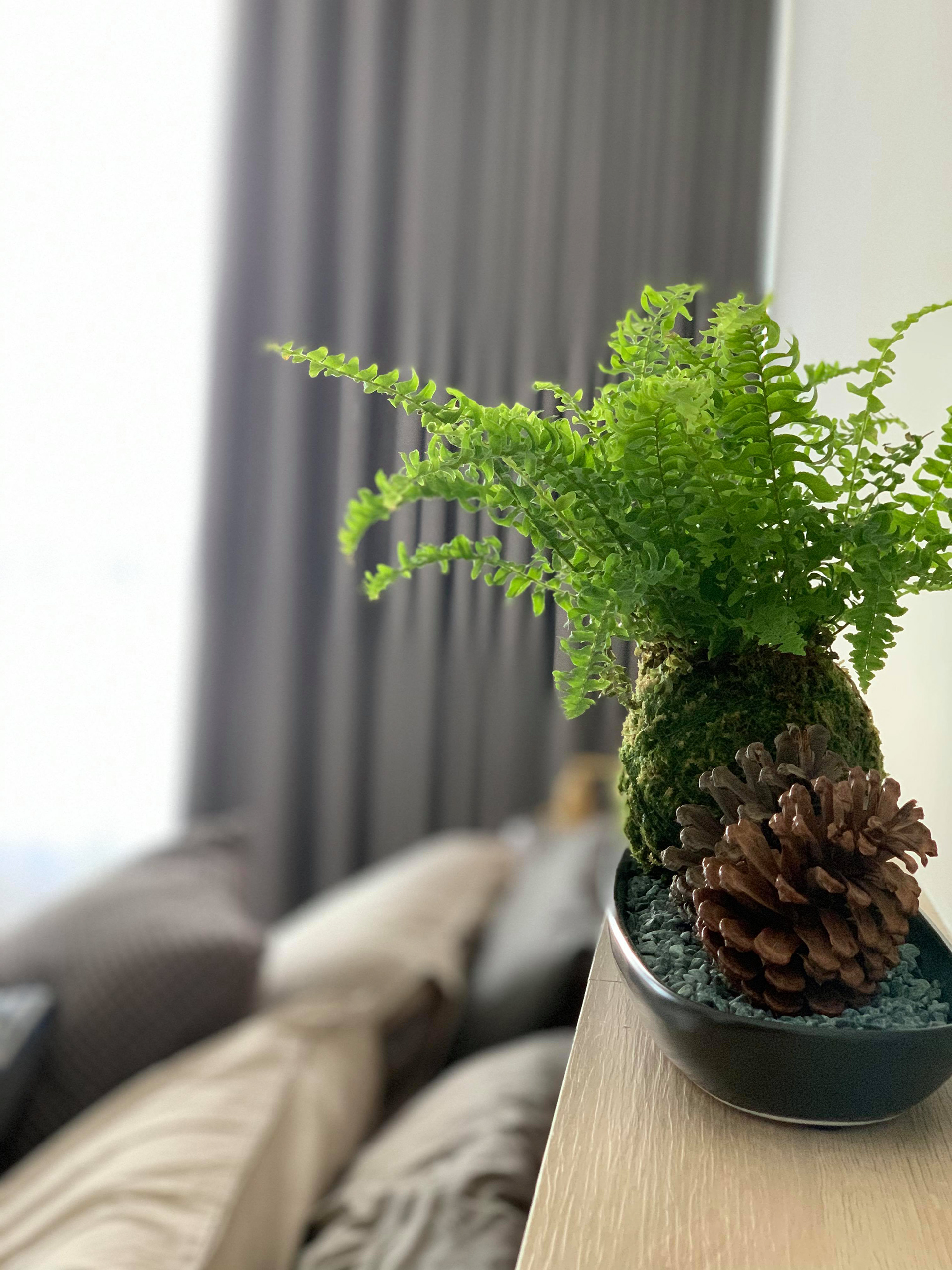 午後青鳥, 主臥室, master bedroom, 盆栽, plants in pots, 築本國際設計, rootlocus, interior design