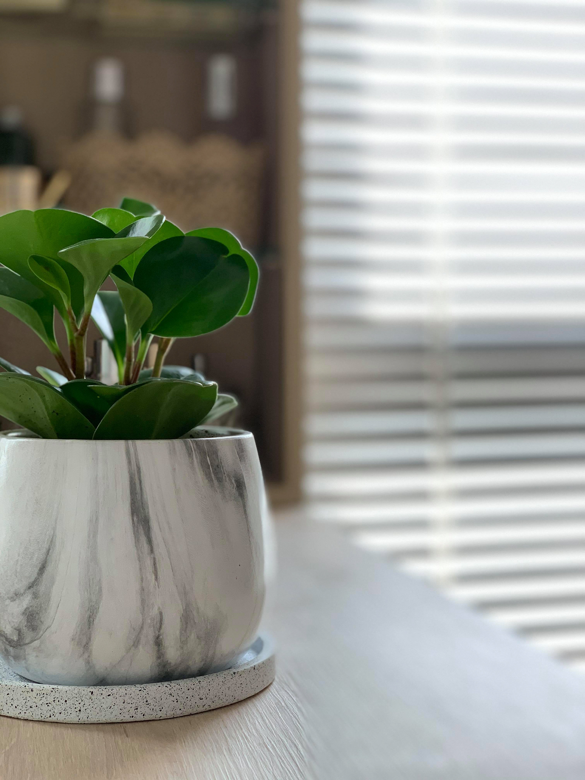 午後青鳥, 主臥室, master bedroom, 盆栽, plants in pots, 築本國際設計, rootlocus, interior design