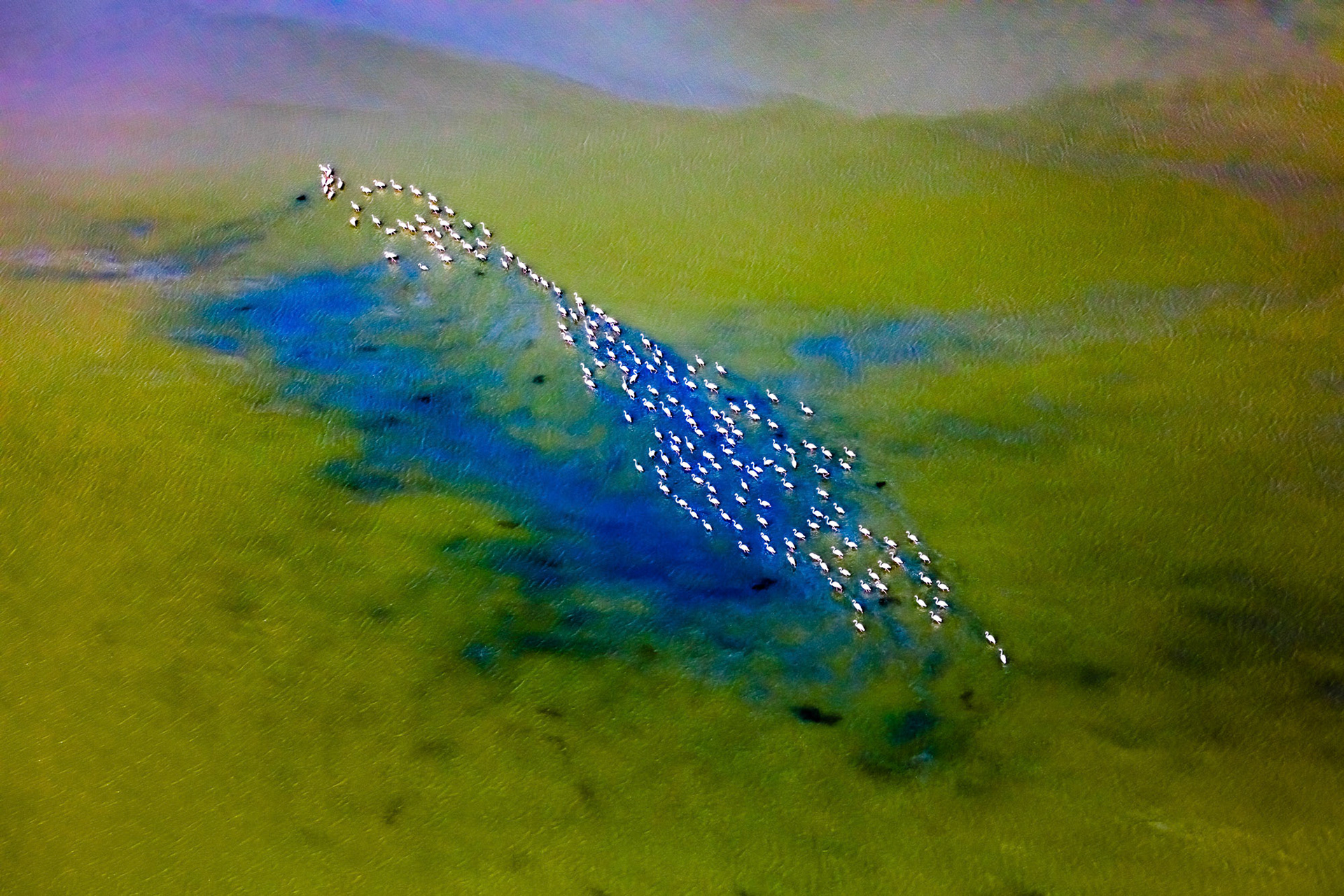 "Intertwined" - Flock of flamingos walking in water at the Aegean coast. The intertwined colors and texture of the water bring to mind abstract oil paintings.