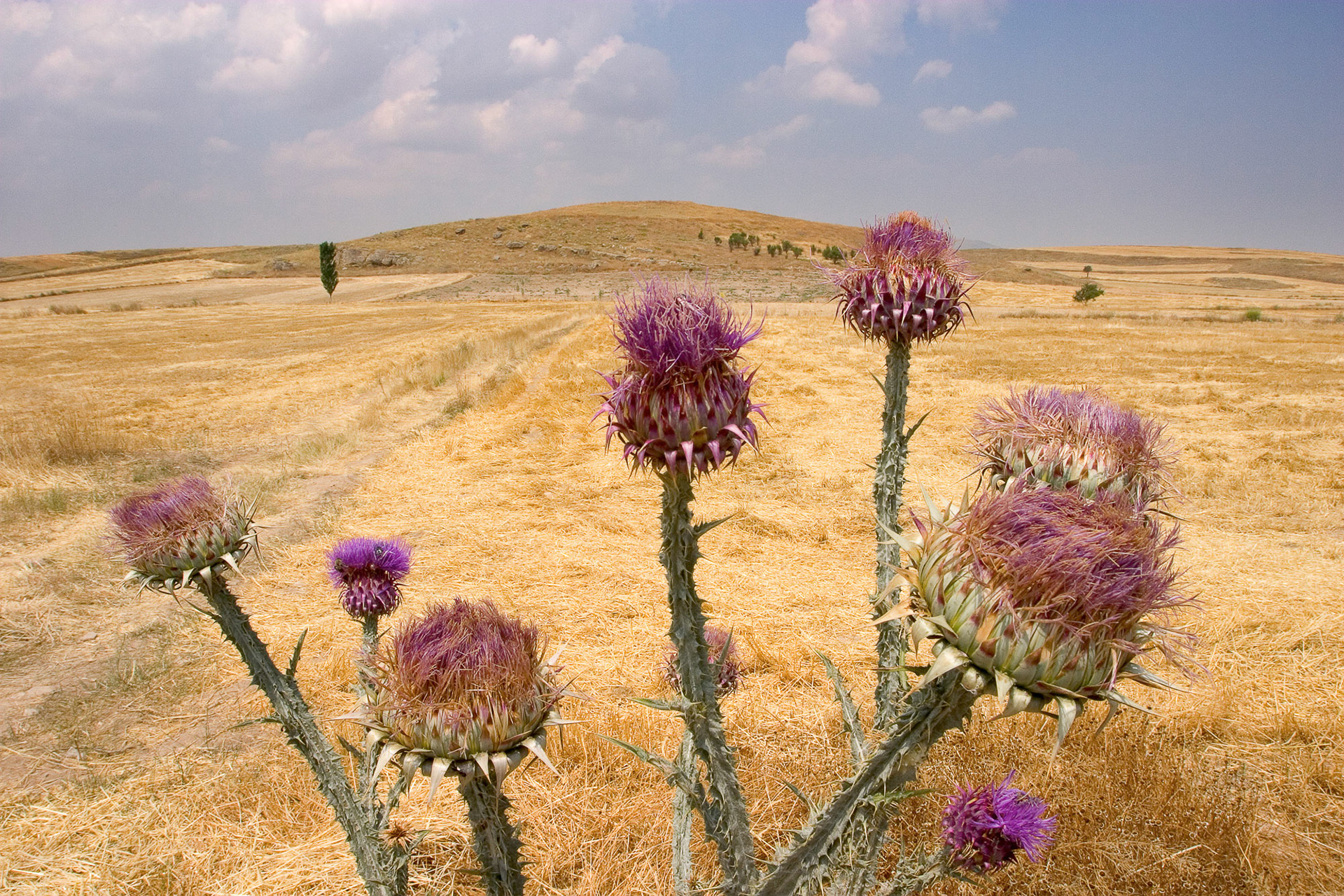 "Sutlac (I)" - This is the signature image of the series. A typical mound, full of history, surrounded by yellow fields, a few trees here and there, hazy blue sky with puffy pinkish clouds and purple wild artichoke plants.