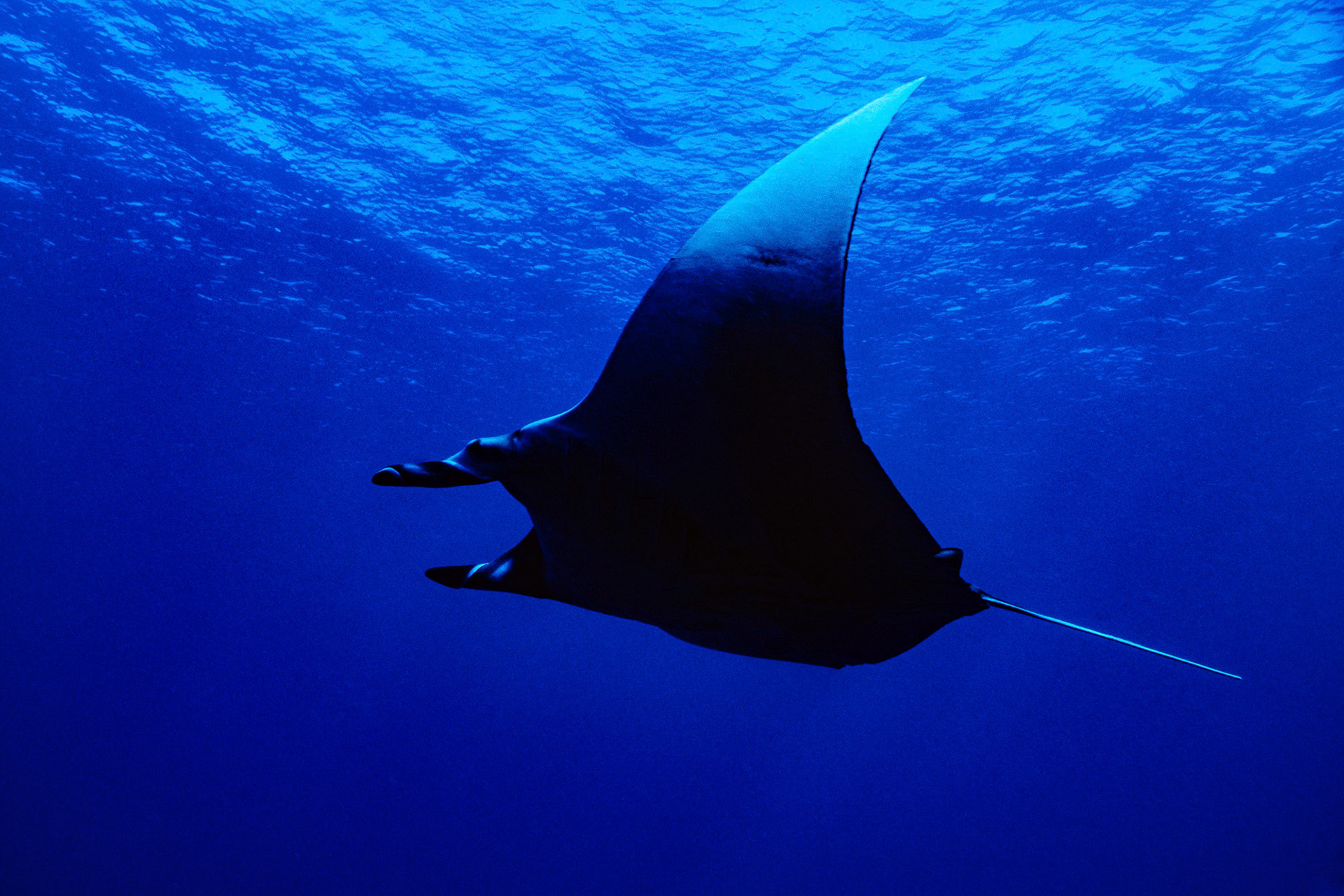 "Manta" - This giant manta ray (Manta birostris) at Rocky Island, Red Sea was passing by when I noticed it. I followed it for a short while and captured a few frames before it gracefully drifted away.