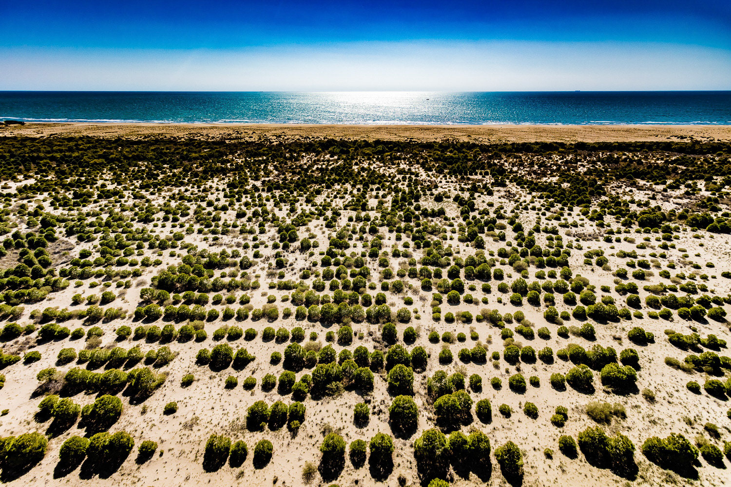 "Akyatan" - On the shore of the Akyatan Lake, the orderly area with trees resembling lines of musical notes turns into an intricate chaos near the sea and, with the help of a fine sandy beach, disconnects from the blue Mediterranean reflecting Cukurova's harsh sun.