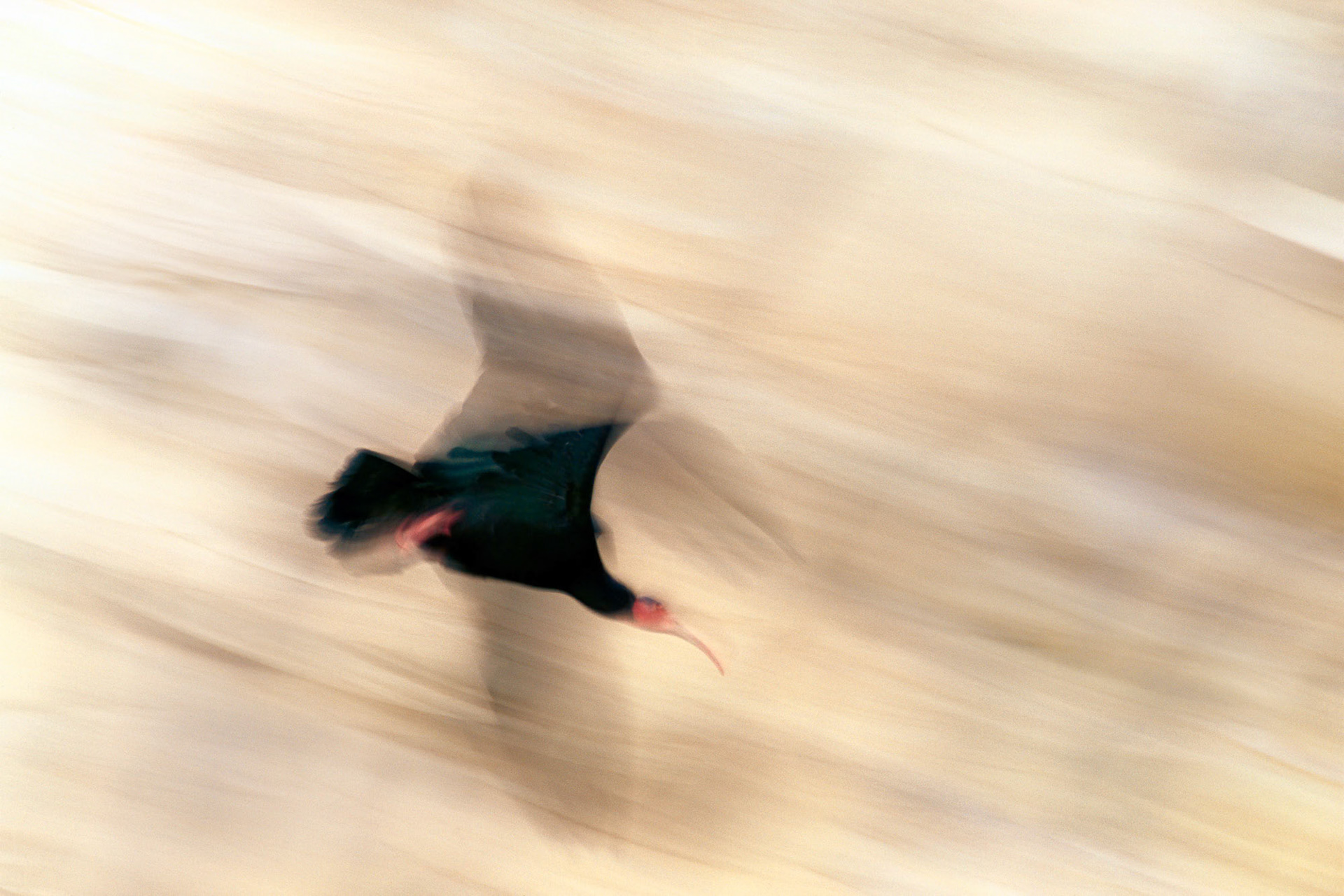 "Bald Ibis" - Northern bald ibis (hermit ibis, waldrapp) is an endangered bird. It has a fossil record dating back at least 1.8 million years. This ibis was revered as a holy bird and a symbol of brilliance and splendour in Ancient Egypt and had important cultural significance in many nations. Its numbers were down to only five couples in southeast Turkey in the eighties due to pesticide poisoning. Under a heavily managed reintroduction program their numbers are now in the hundreds. They have yet to start their seasonal migration again. I went to their breeding colony and captured this important bird in flight with my camera.