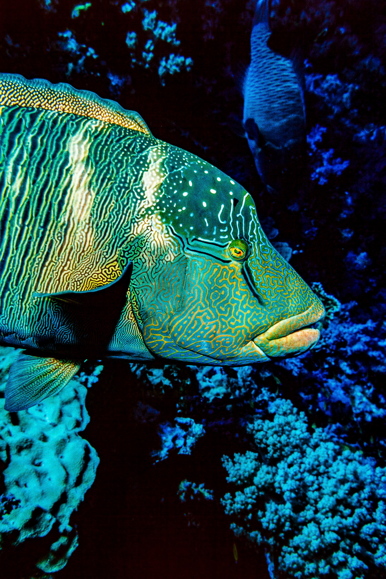 "Humphead Wrasse" - Humphead wrasse also known as Napoleonfish (Cheilinus undulatus) at Elphinstone Reef, Red Sea. They are magnificent looking large fish.