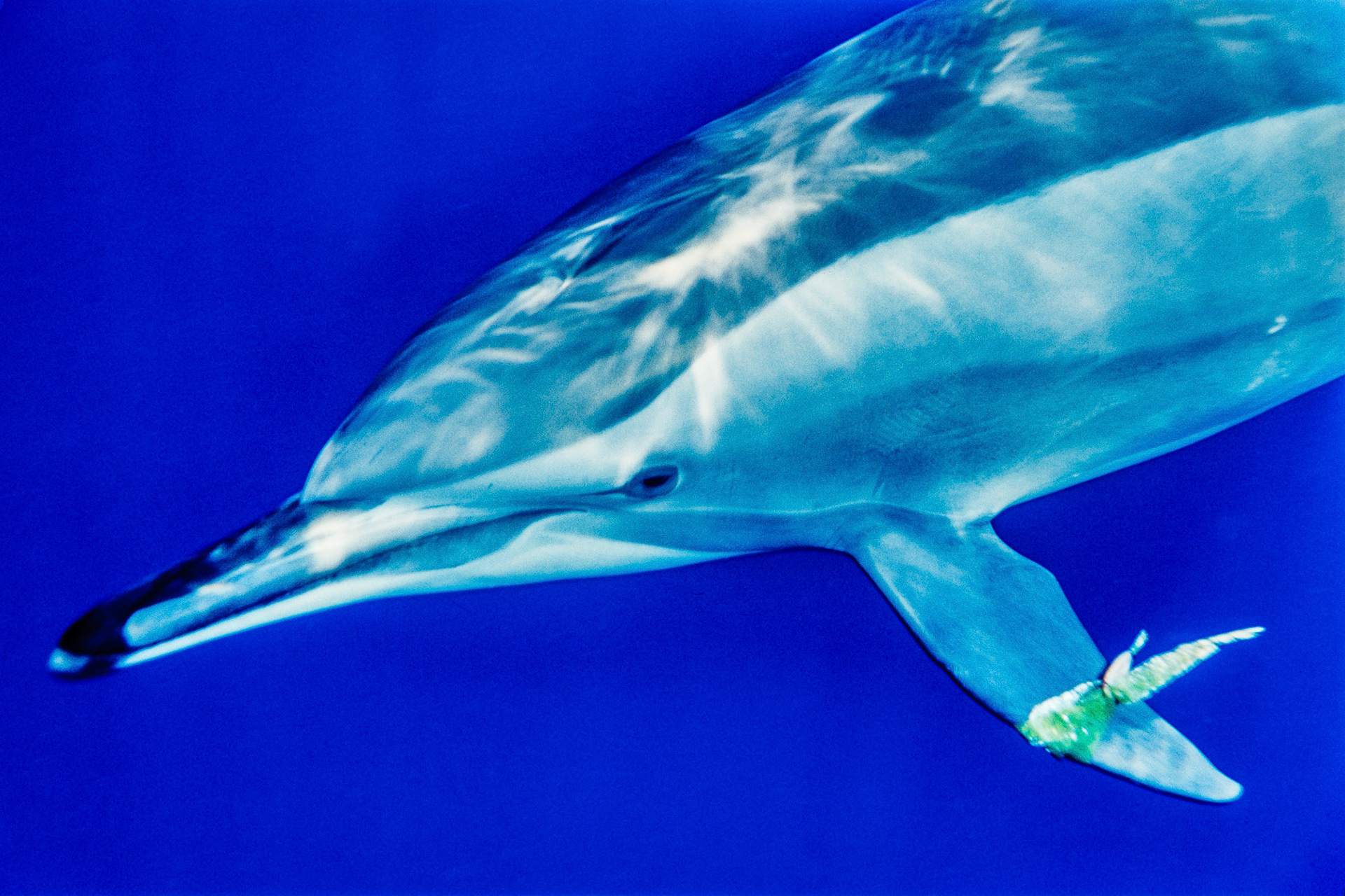 "Dolphin" - This spinner dolphin (Stenella longirostris) at Sha'ab Samadai, Red Sea was playing catch with the seaweed. What a joy it was to watch it release and catch the seaweed again and again.