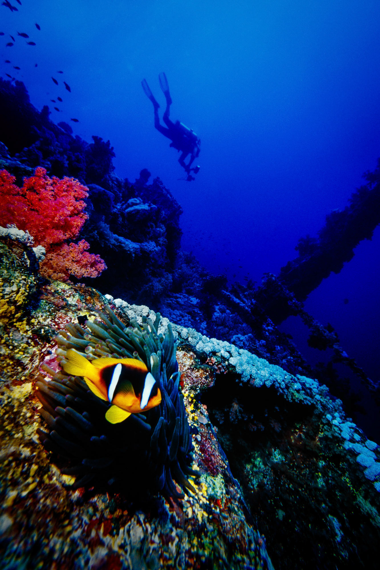 "Numidia" - A twobar anemonefish (clownfish, Amphiprion bicinctus) feels secure on an anemone on the Numidia wreck while a diver is hunting for images to shoot in the background, Brothers Islands, Red Sea.