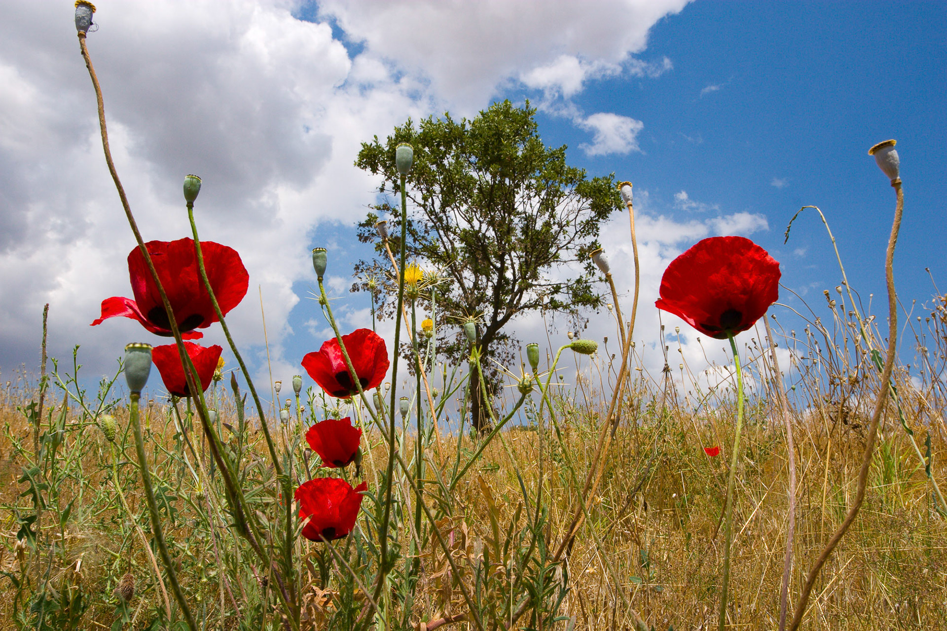 "Buyukpinar Burgaz" - As I was walking on the mound I saw the brilliant red poppies, laid on the ground, and shot against the lonely tree.