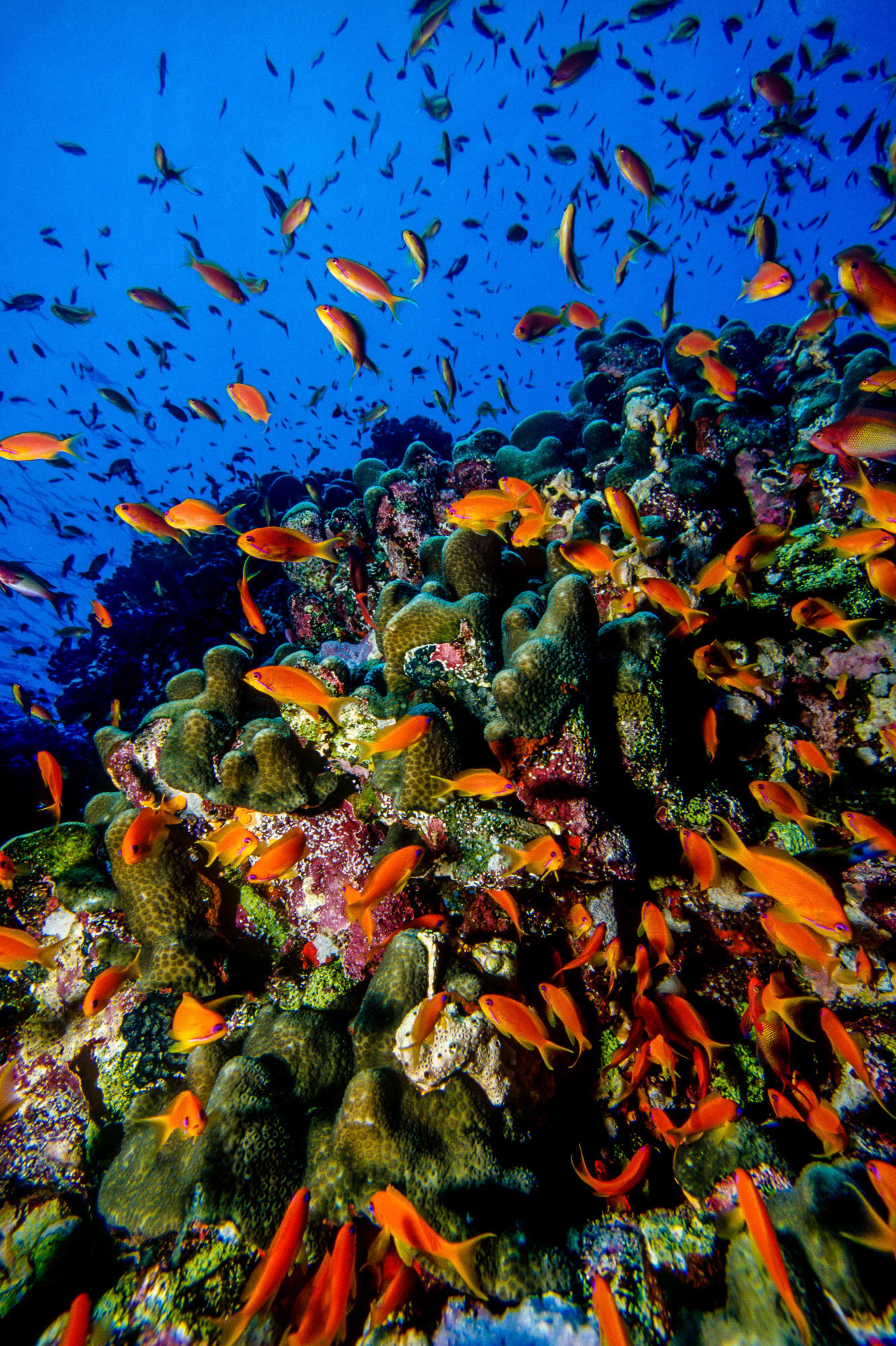 "Anthias" - The scalefin anthias (Anthias squamipinnis) has a radiant orange color that pops in the blue waters of Habili Ali (St. John's Reef area), Red Sea. There are only a few things more enjoyable than a real life aquarium.